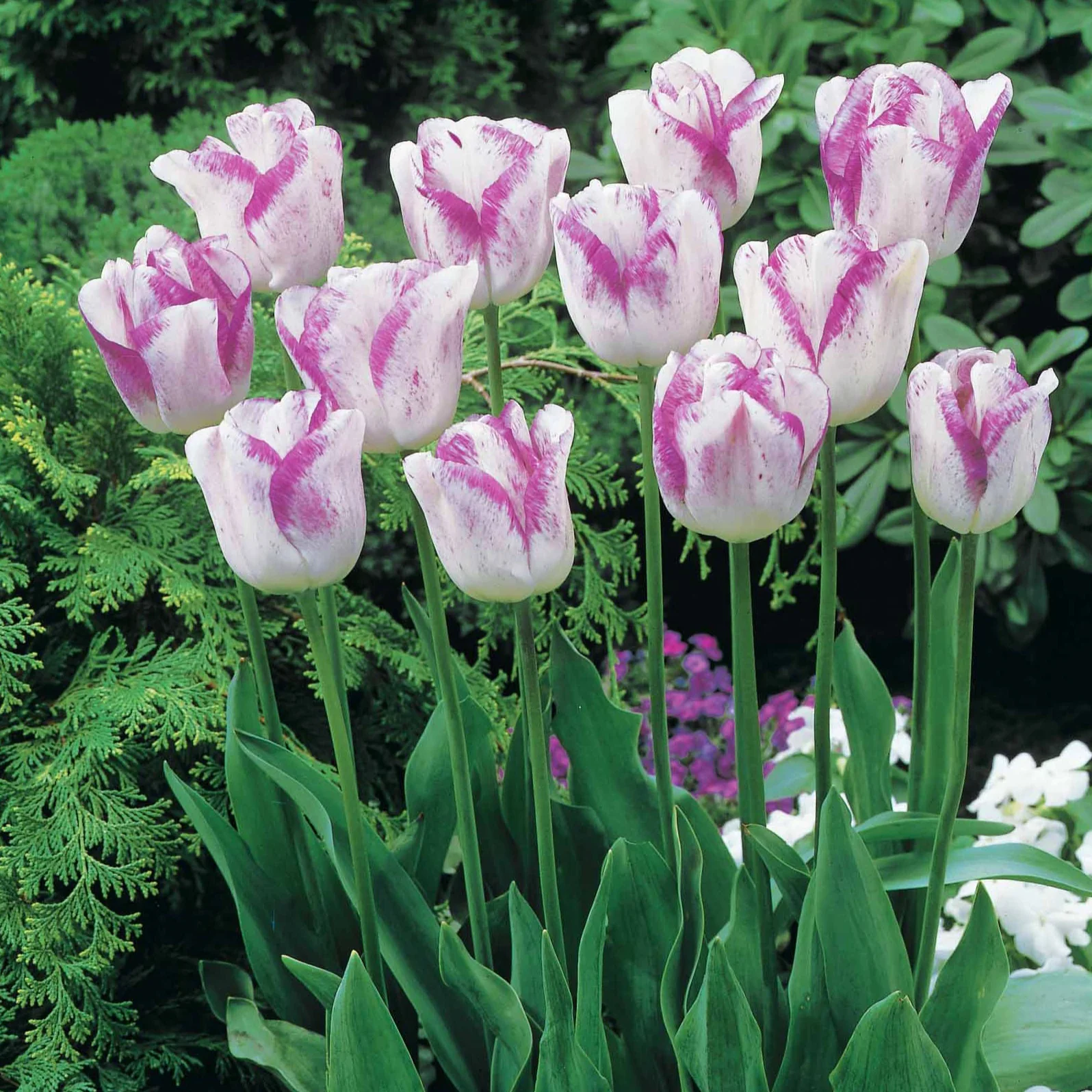 Collection de 20 Tulipes romantiques Angélique et  Shirley - Image 3