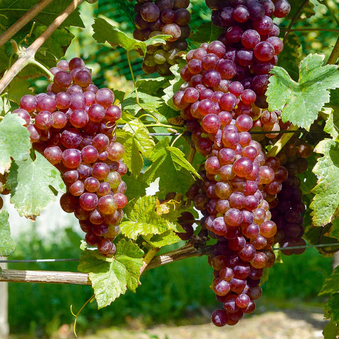 Collection de vignes - Image 2