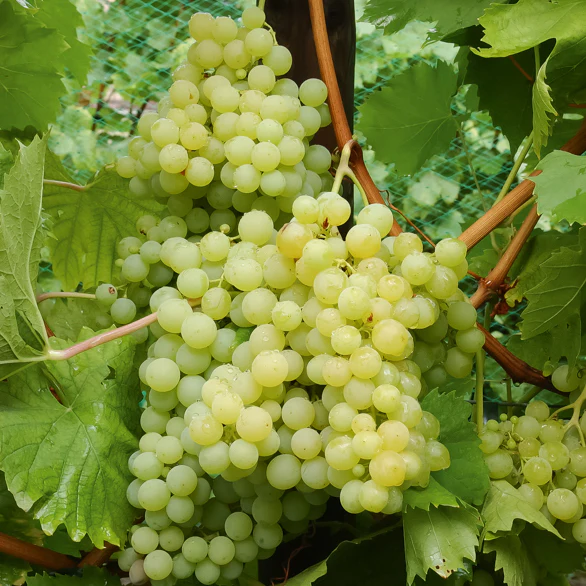 Collection de vignes - Image 4