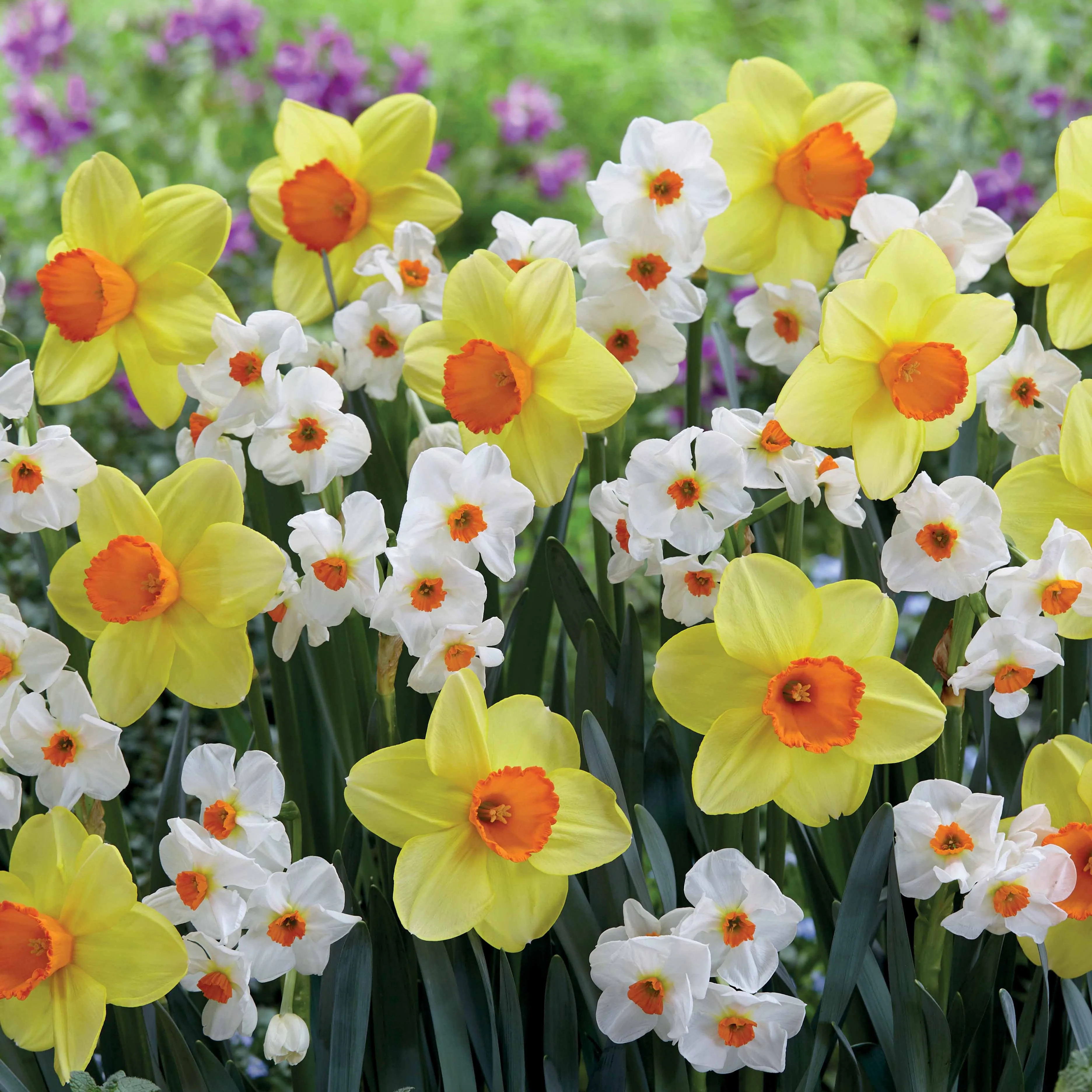 Collection de 16 Narcisses Red Devon et Geraniums
