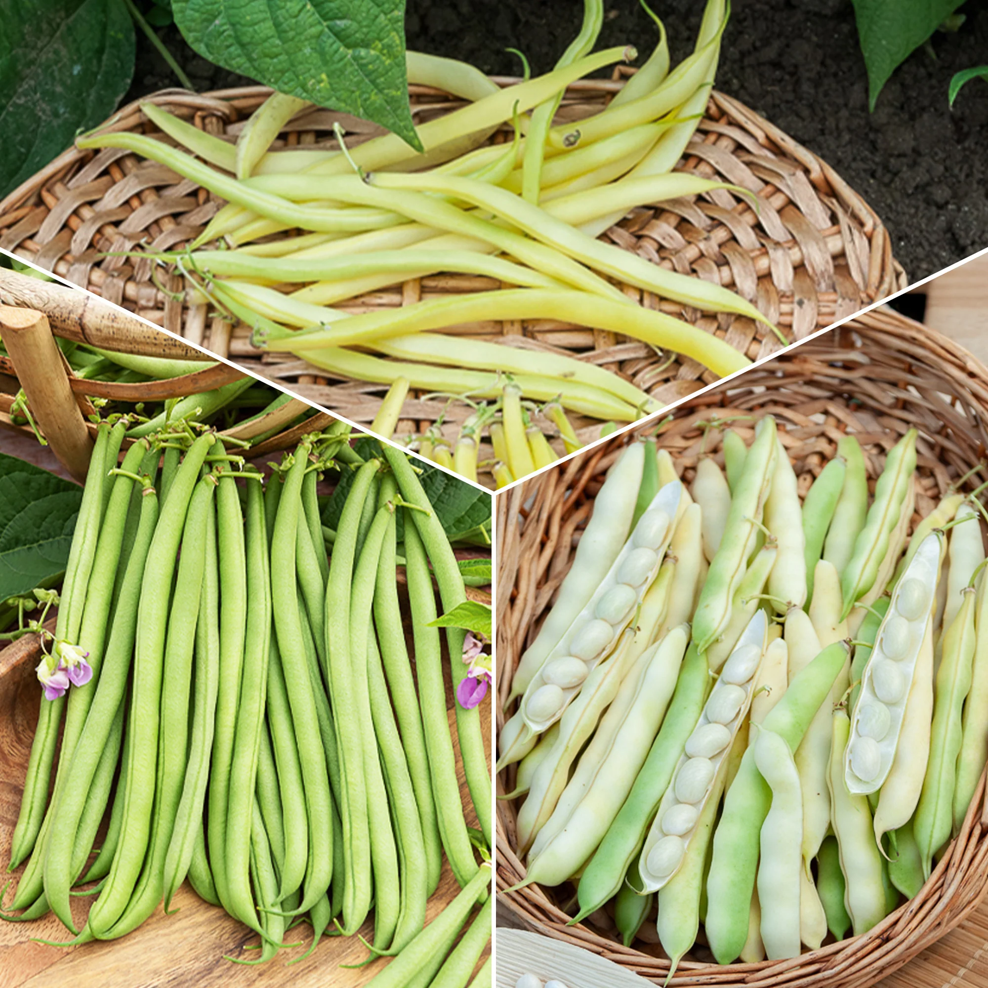 Collection d'Haricots