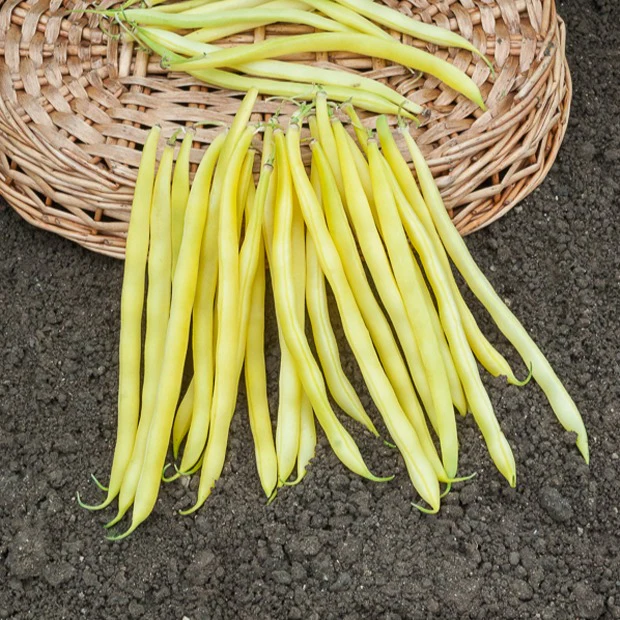 Collection d'Haricots - Image 3