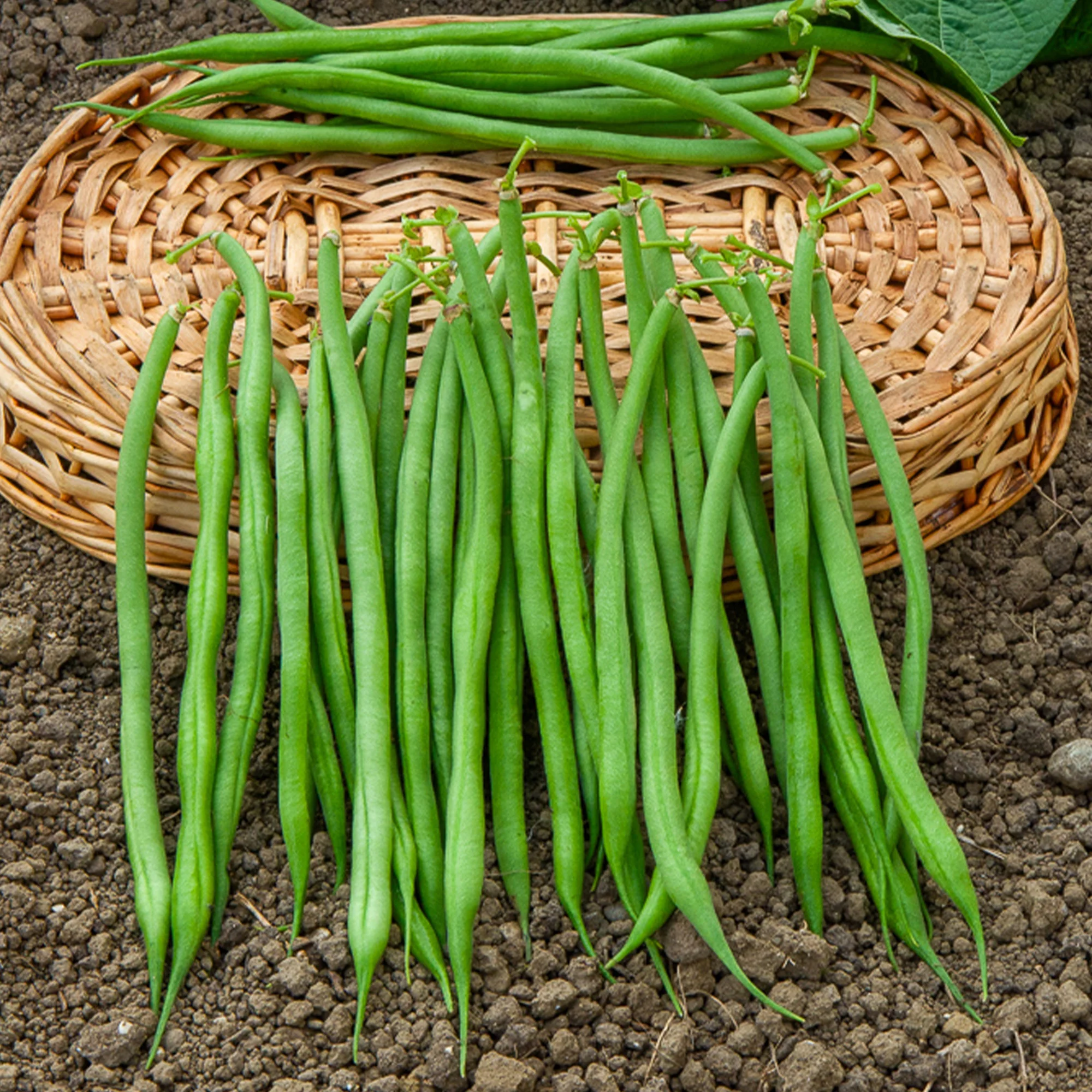 Collection d'Haricots nains - Image 3