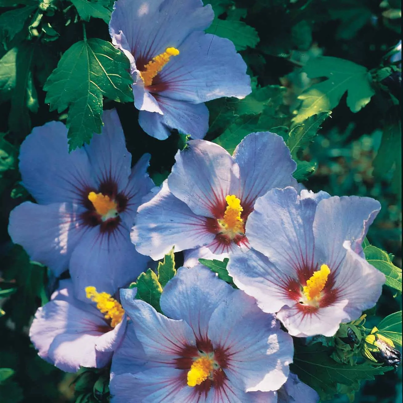 Collection de 2 Hibiscus de jardin sur tige - Image 2