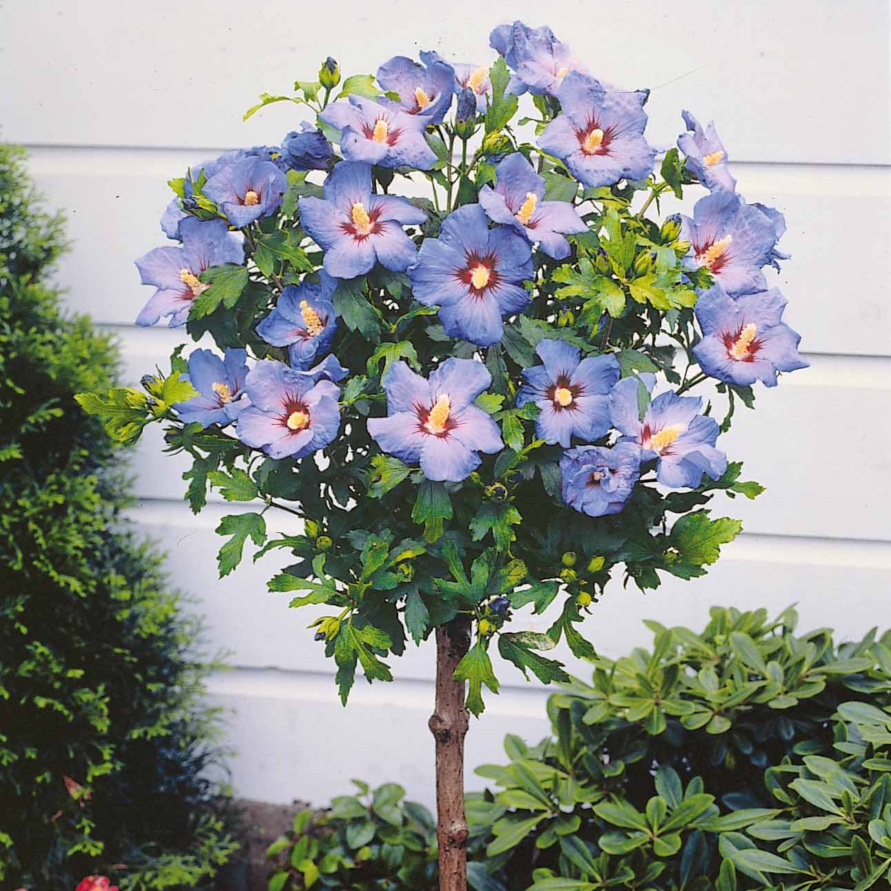Collection de 2 Hibiscus de jardin sur tige - Image 4