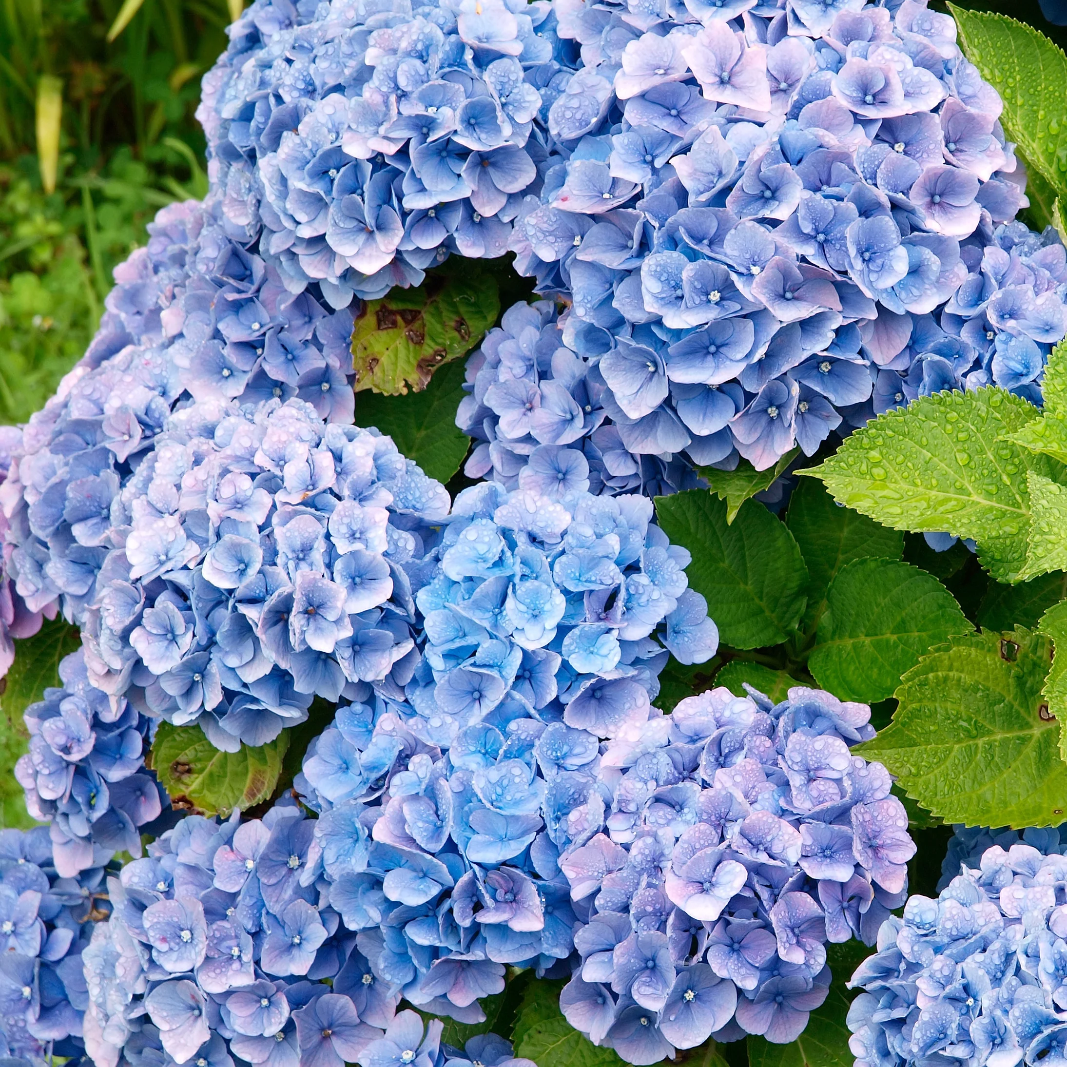 Collection de 4 Hortensias rouges et bleus - Image 3