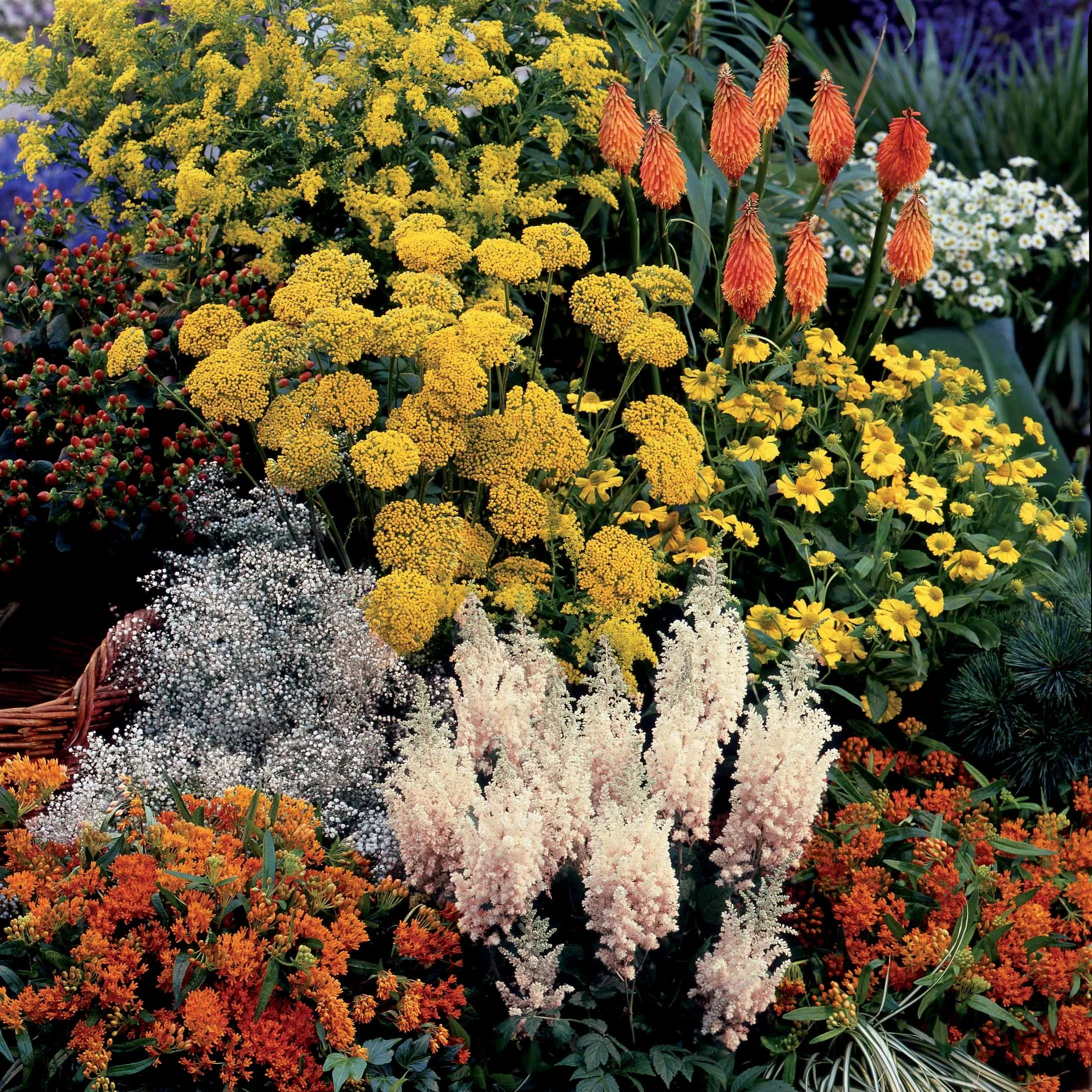 Collection fantaisie de 14 plantes vivaces  - 2 m²