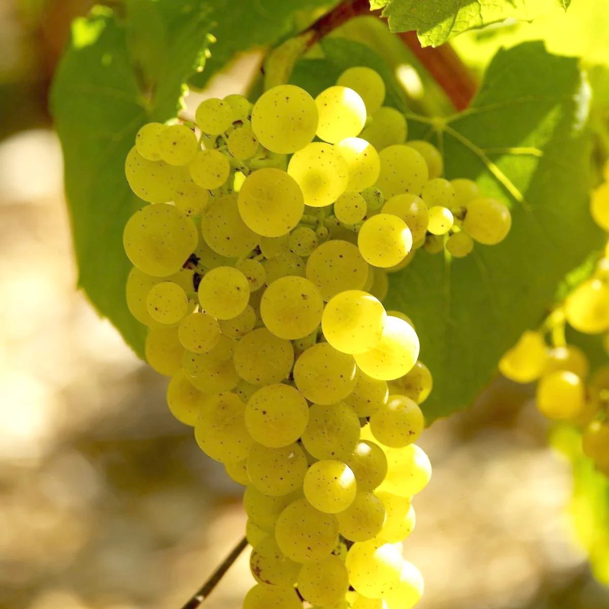 Collection Viticoles : Vitis Vinifera, Pinot Merlot, Chardonnay - Image 2