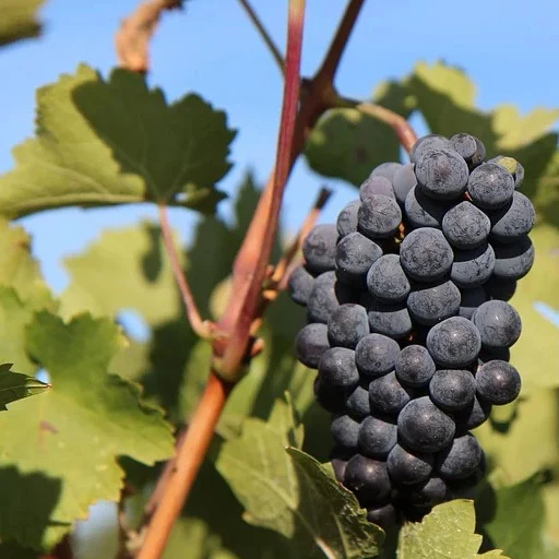 Collection Viticoles : Vitis Vinifera, Pinot Merlot, Chardonnay - Image 3