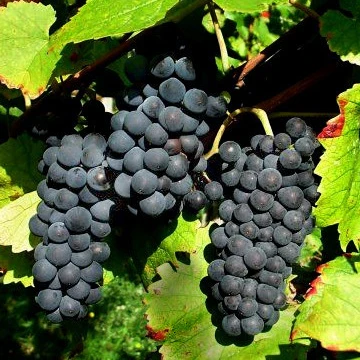 Collection Viticoles : Vitis Vinifera, Pinot Merlot, Chardonnay - Image 4