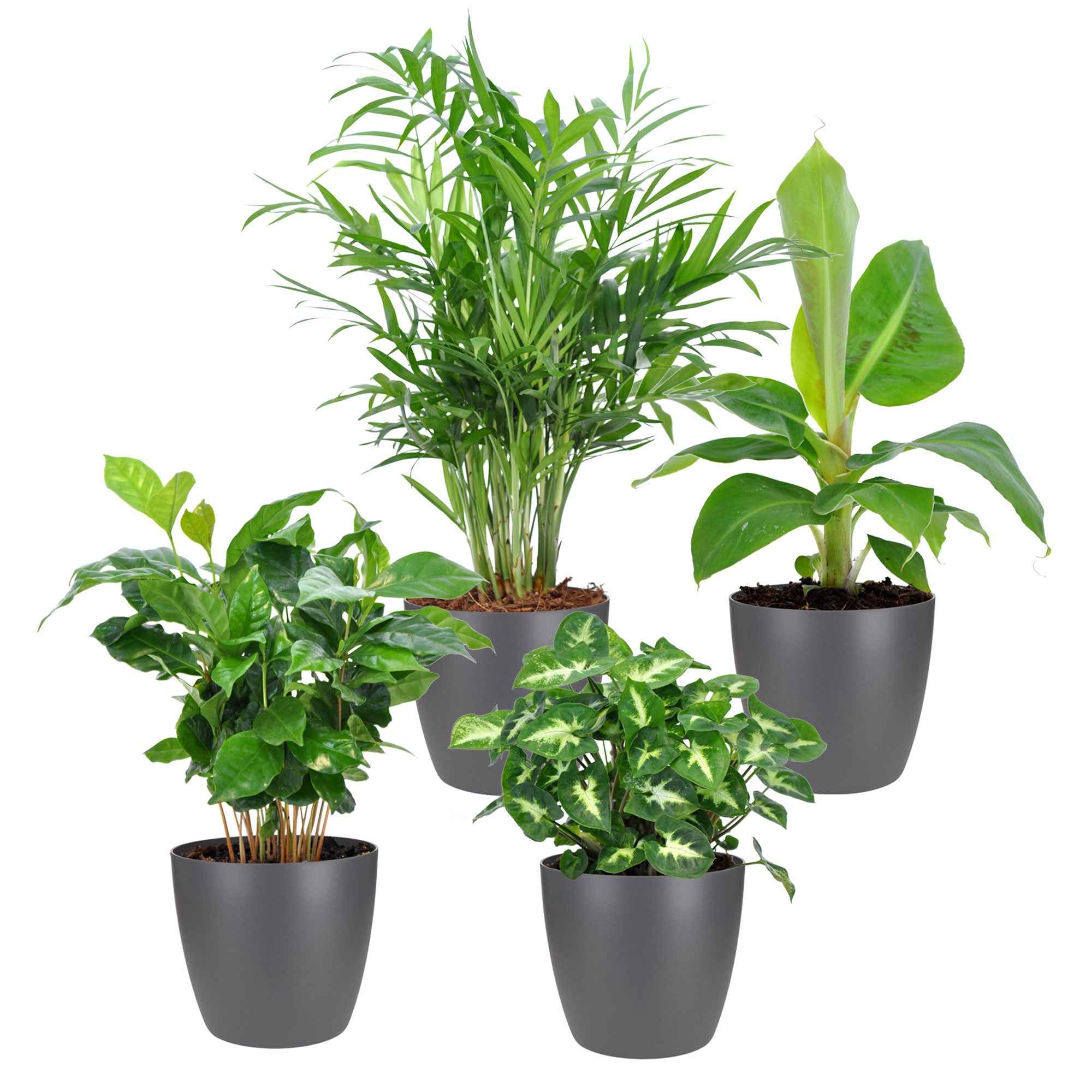 Plantes d'intérieur tropicales et ses cache-pots gris ELHO - Image 2