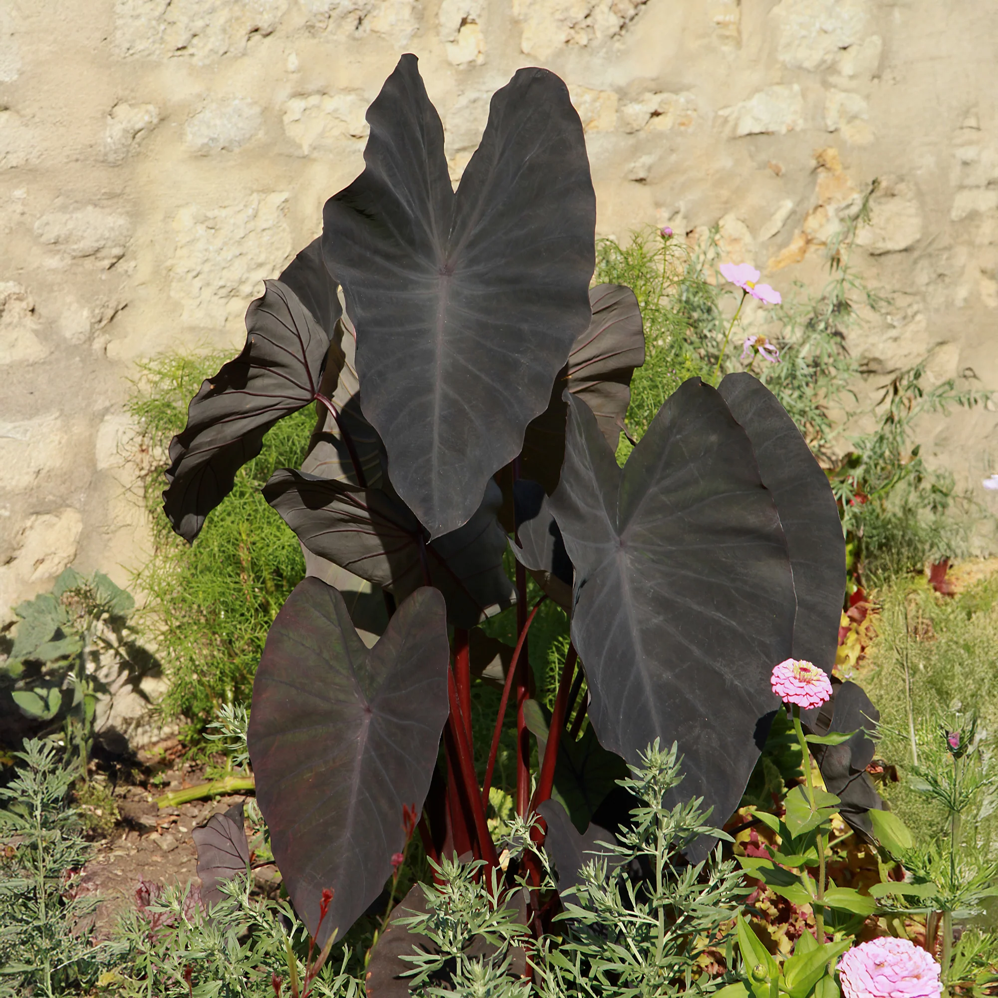 Colocasia Black Magic - Image 3