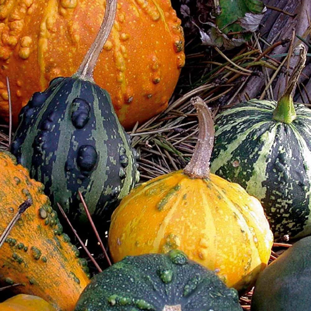 Coloquintes à petits fruits en mélange