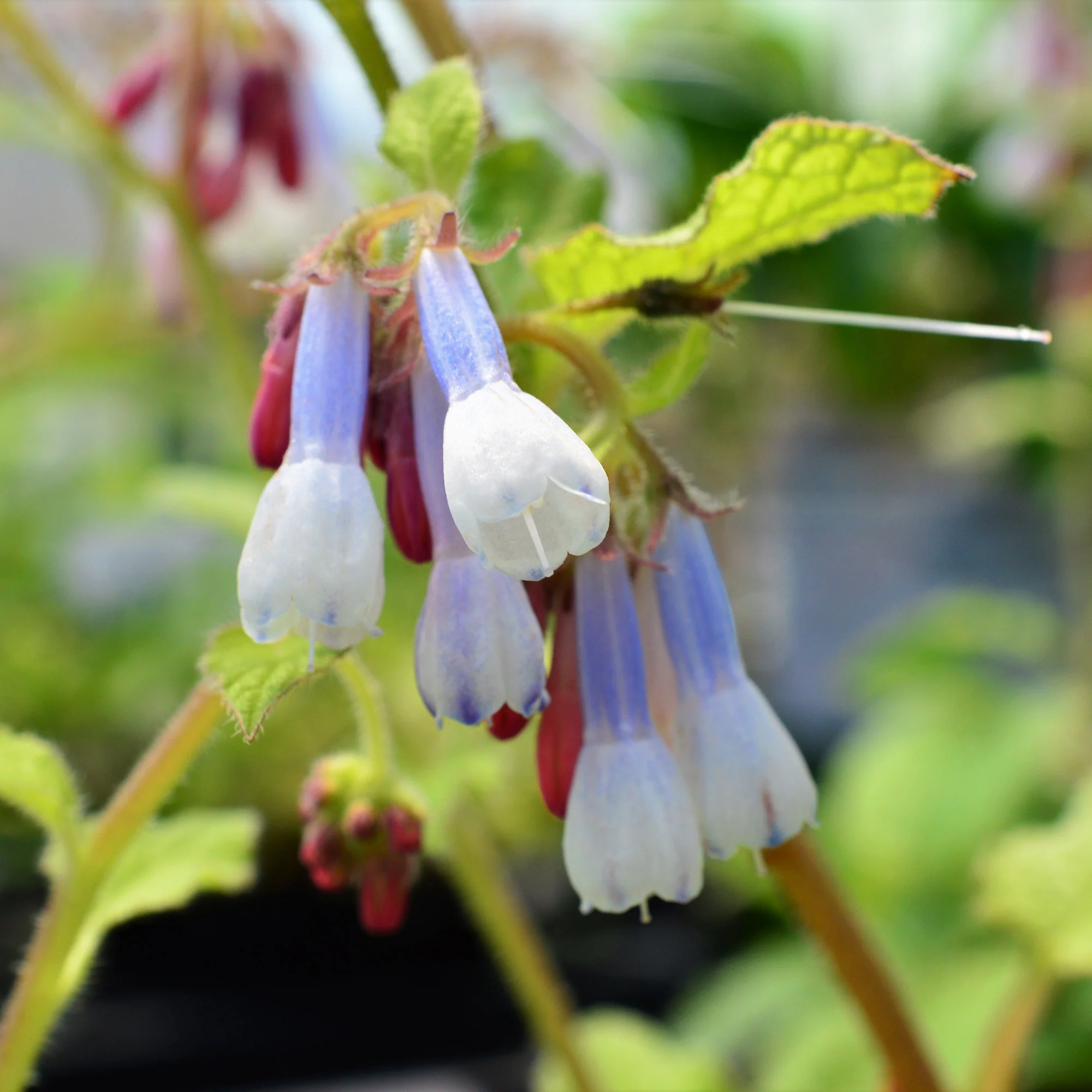 Consoude à grandes fleurs Goldsmith