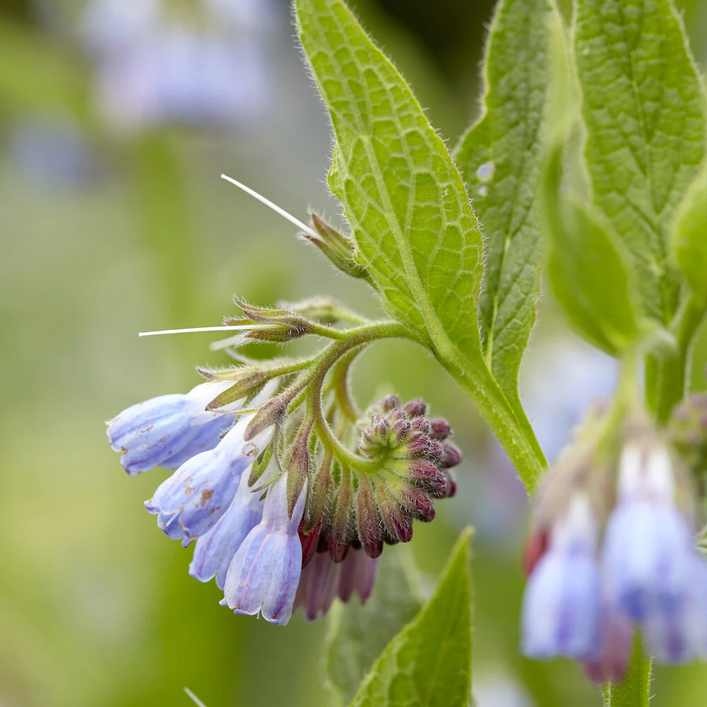 Consoude bleue - Image 3