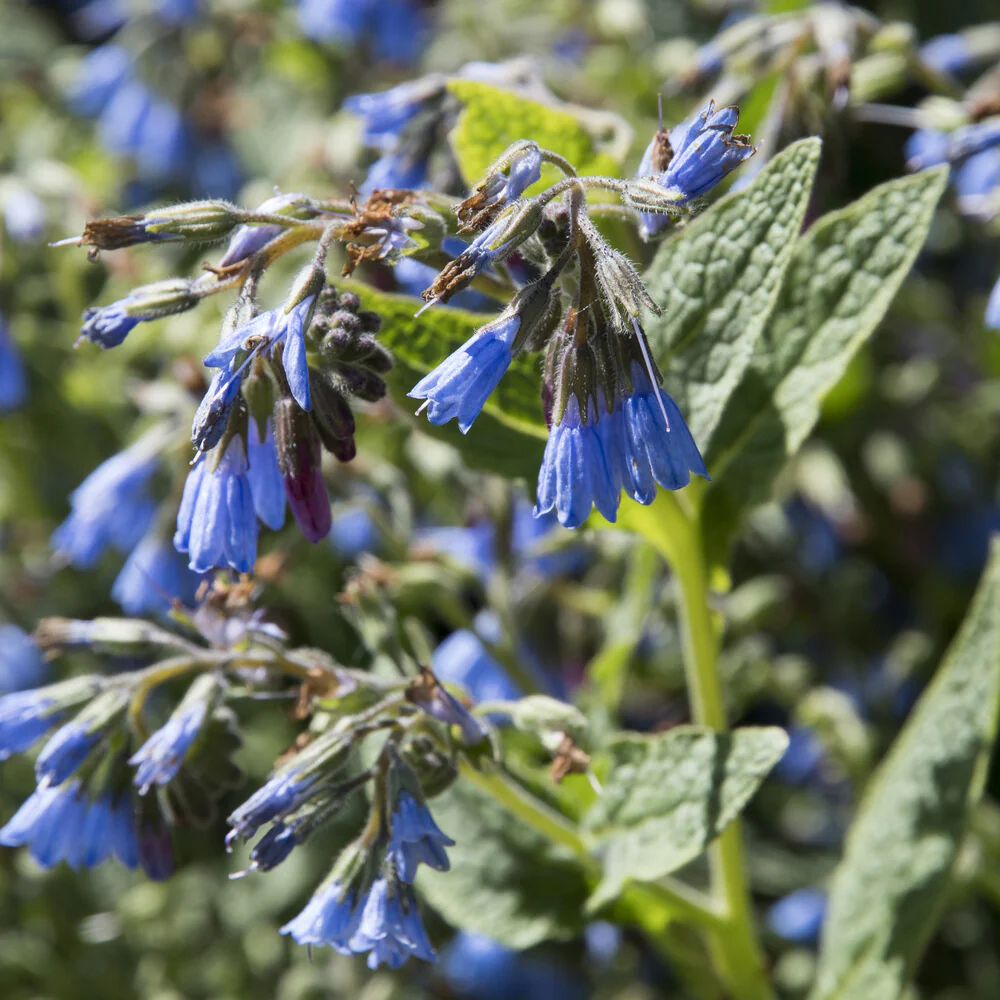 Consoude bleue - Image 4