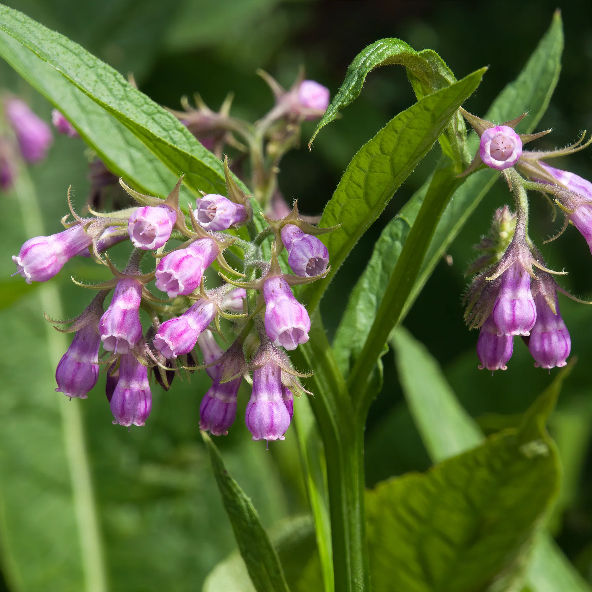 Consoude officinale