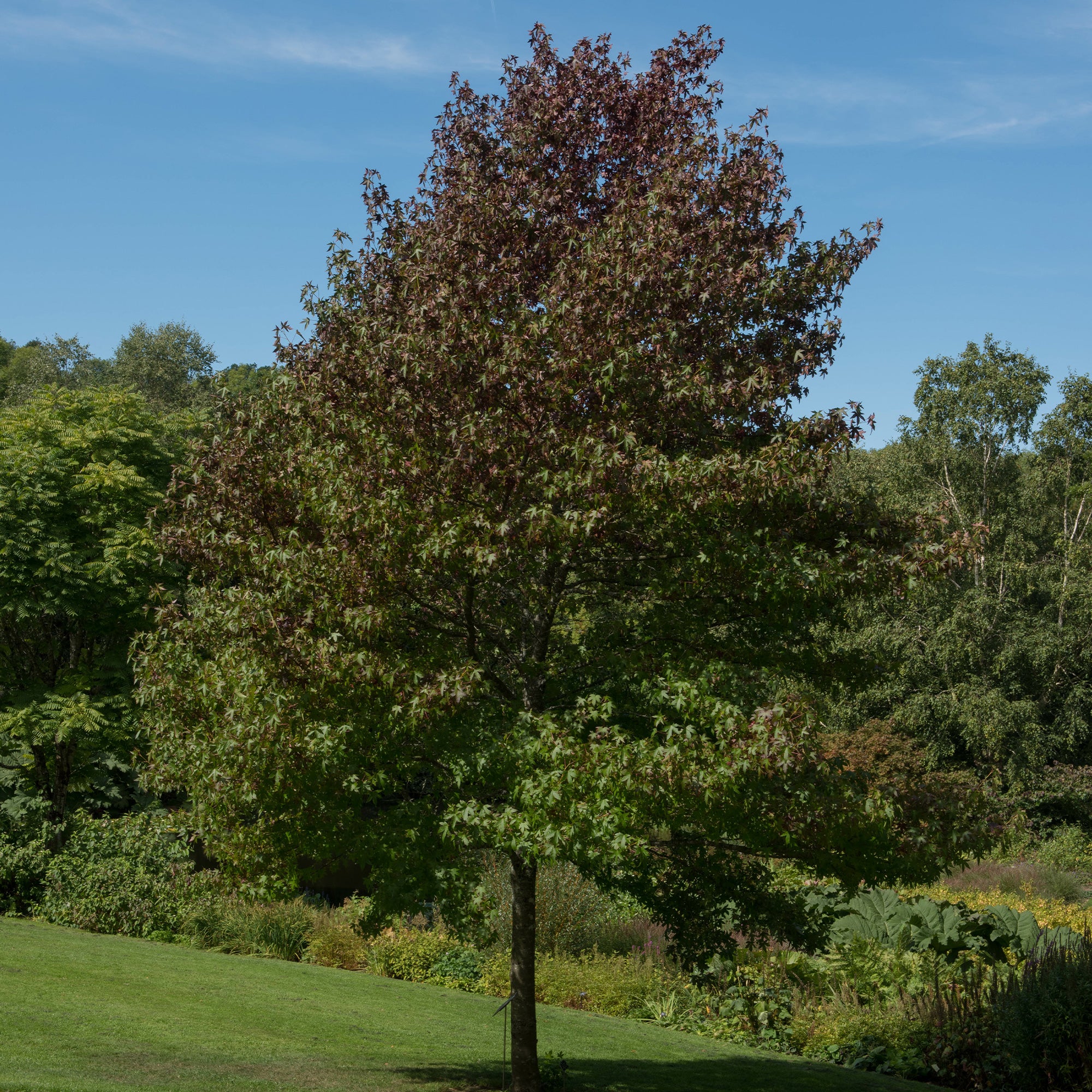Copalme d'Amérique Worplesdon - Liquidambar - Image 2