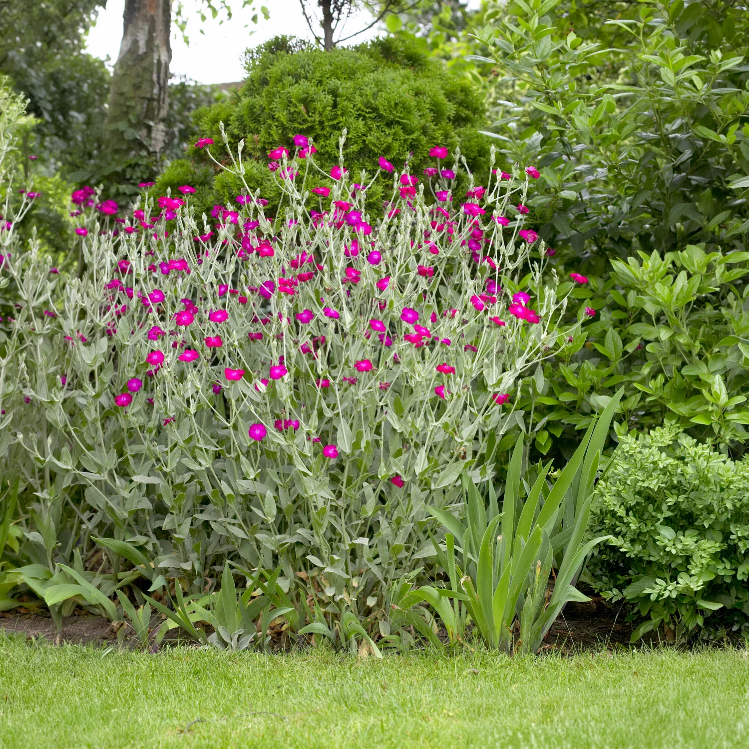Coquelourde des jardins