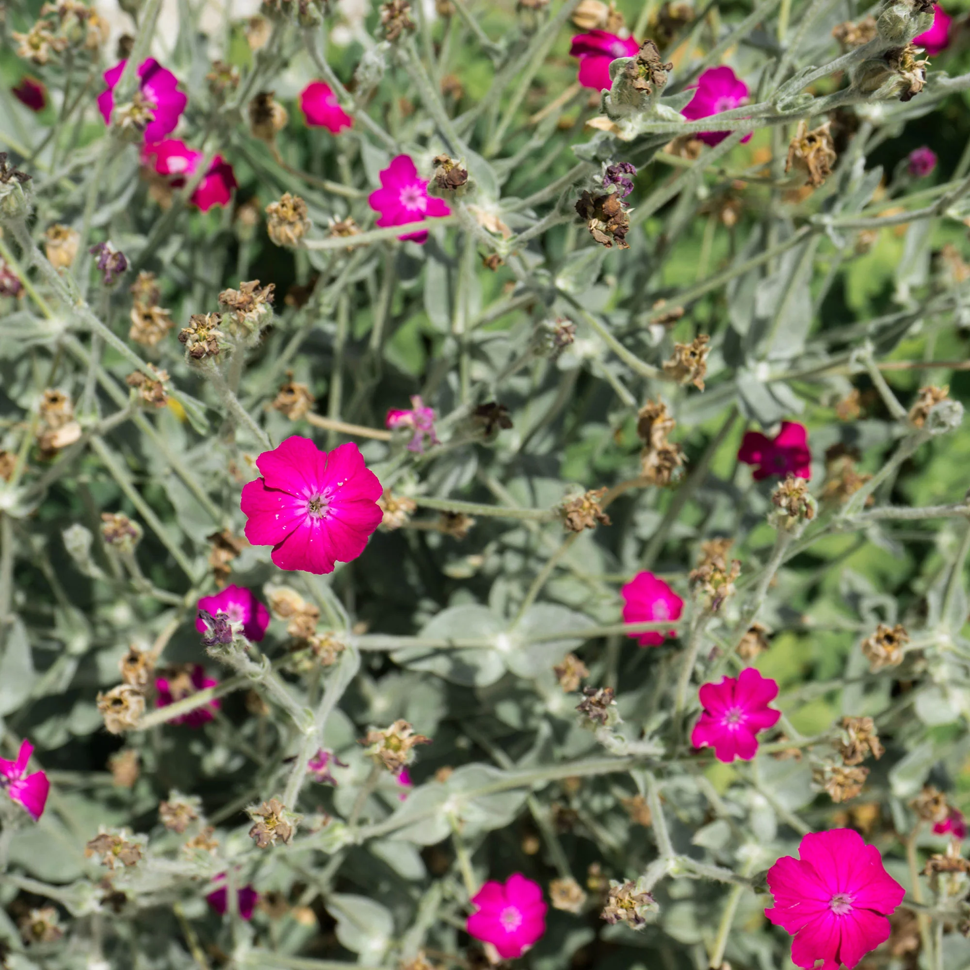 Coquelourde des jardins Atrosanguinea - Image 2