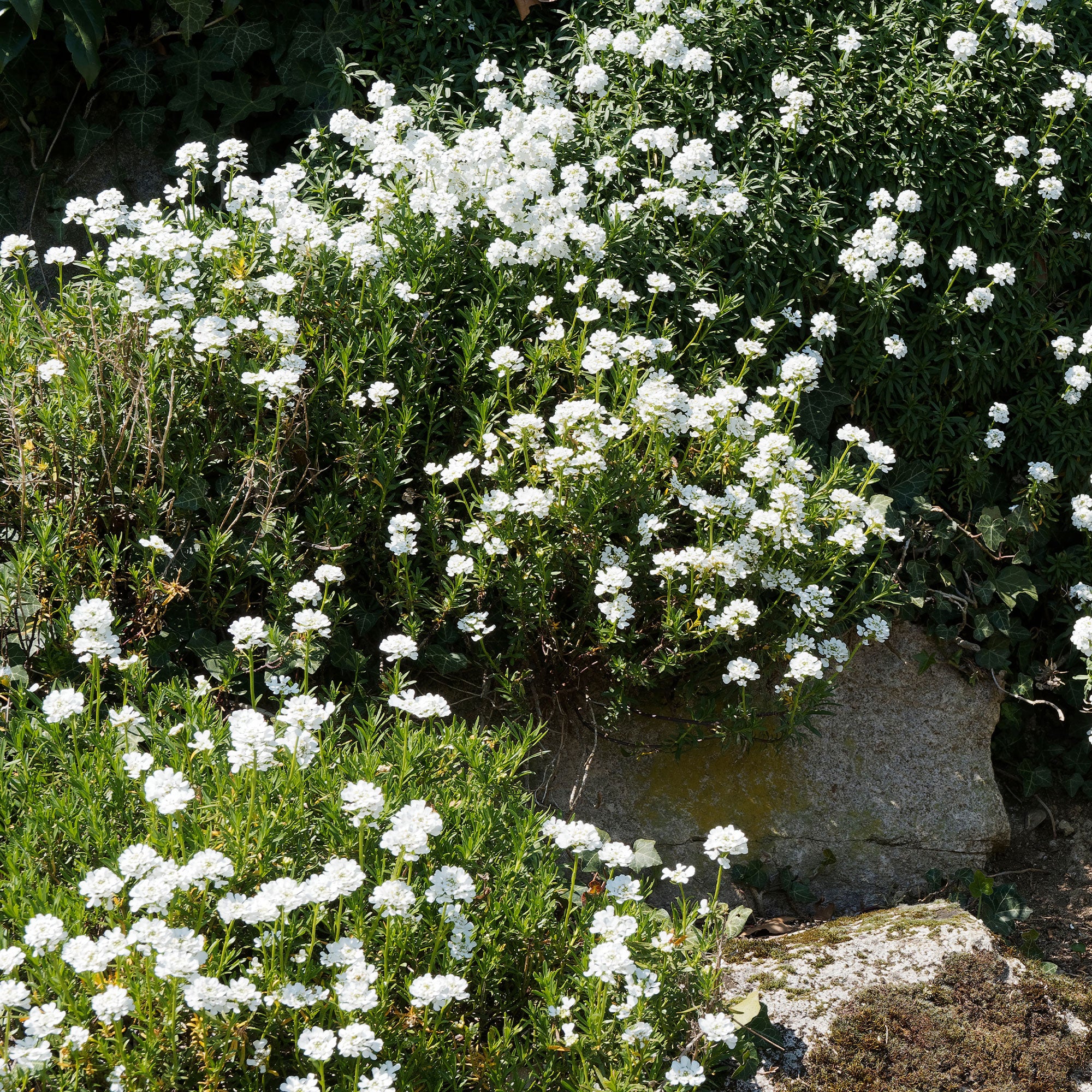 Corbeille d'argent - Image 3