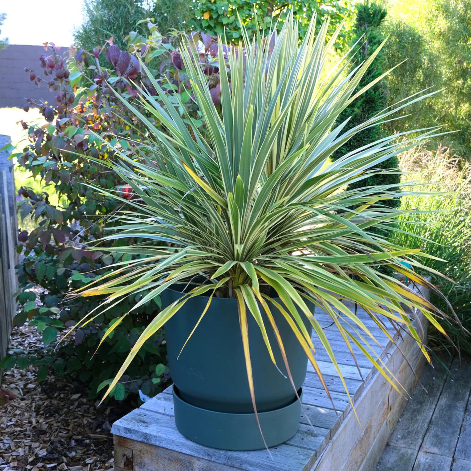 Cordyline australe Fantasy ® - Image 2