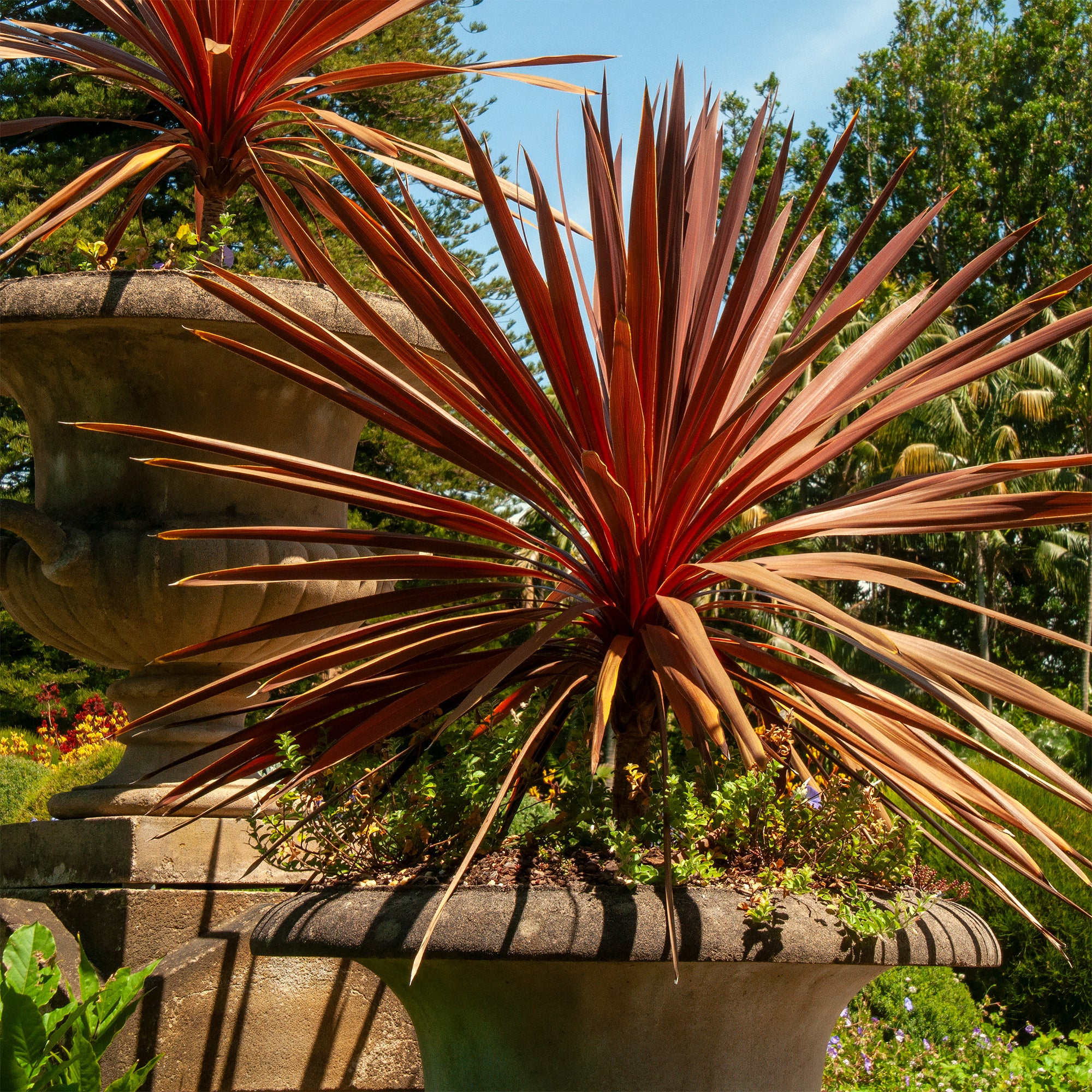 Cordyline australe Red Star - Image 2