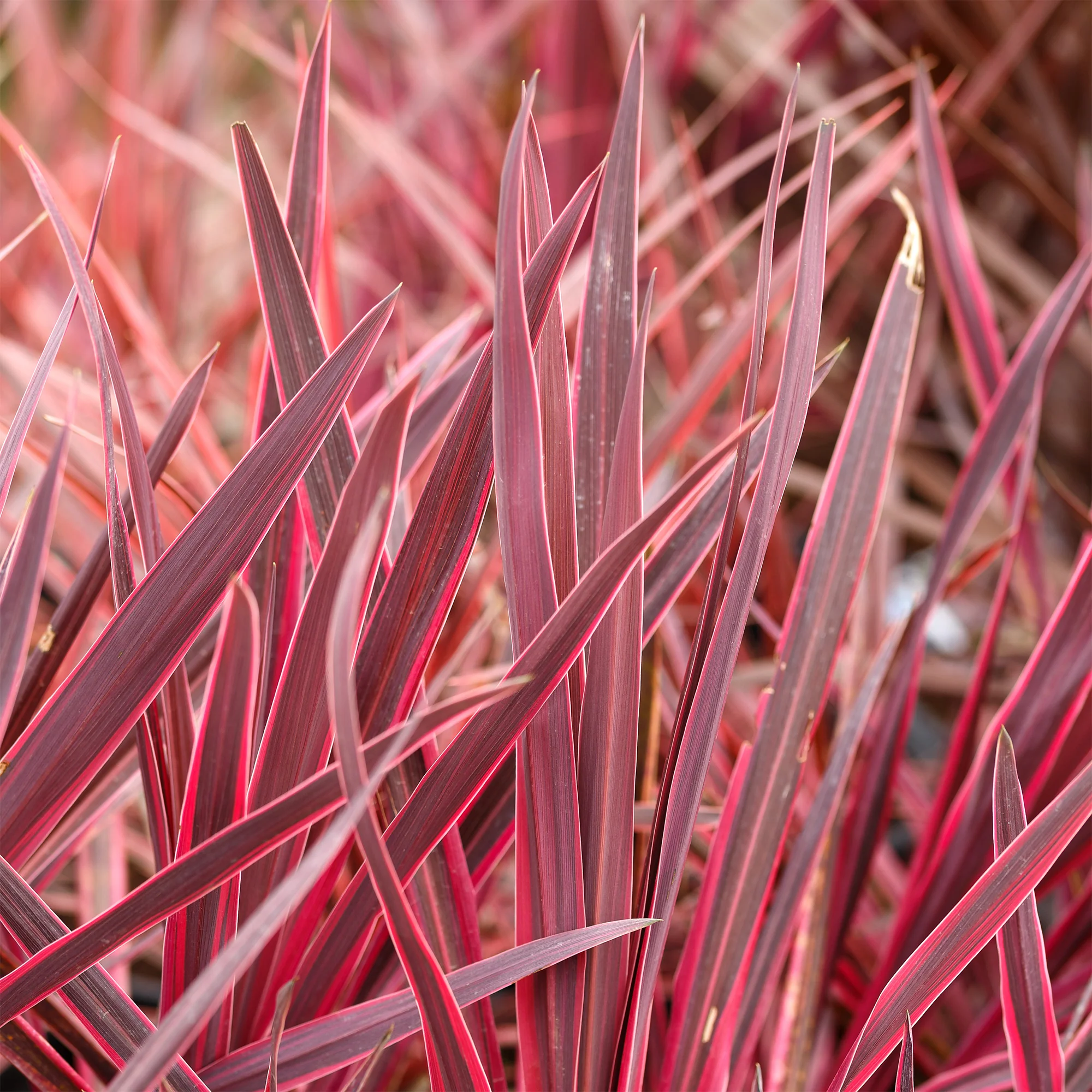 Cordyline australis Festival Rasberry®