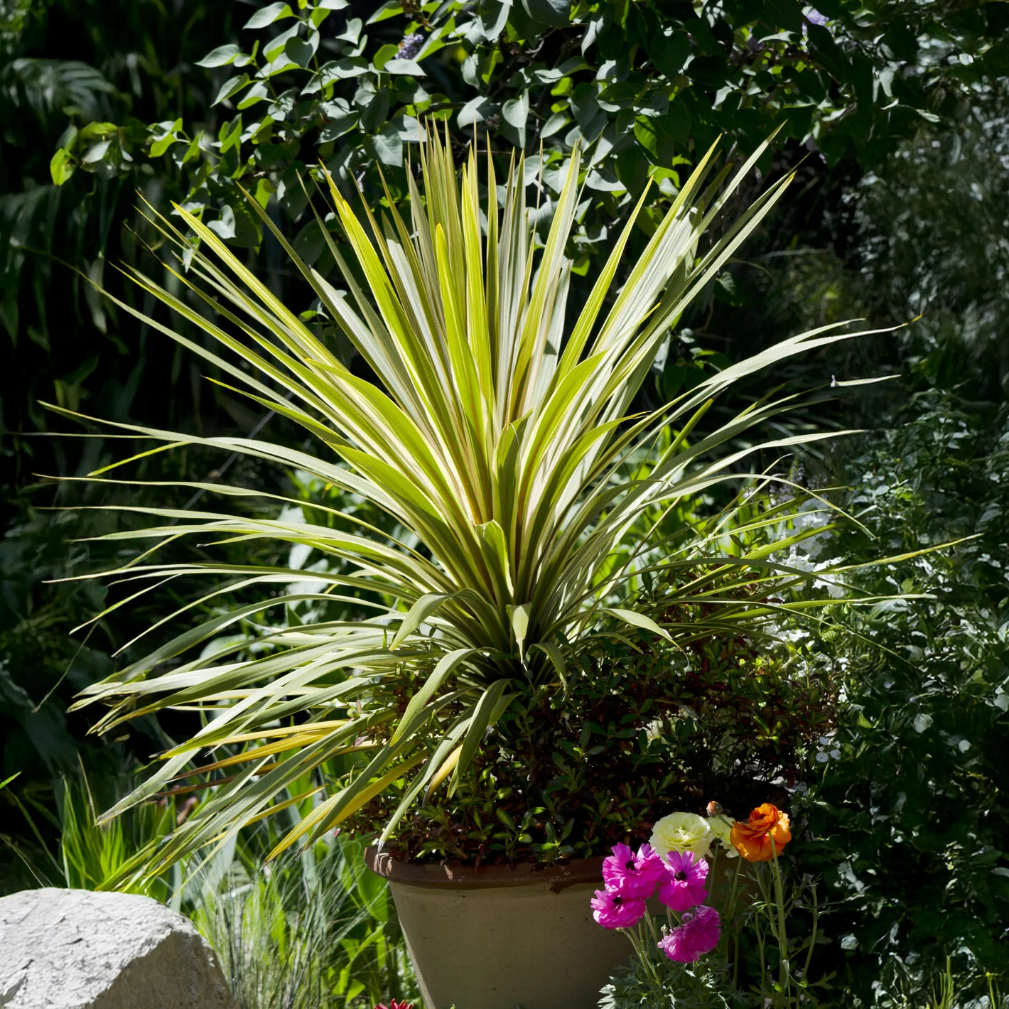 Cordyline australis Torbay Dazzler®