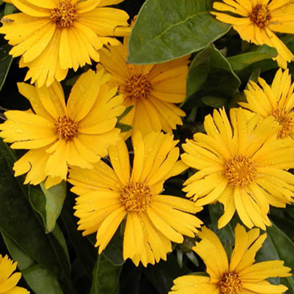Coreopsis lancéolée Goldfink