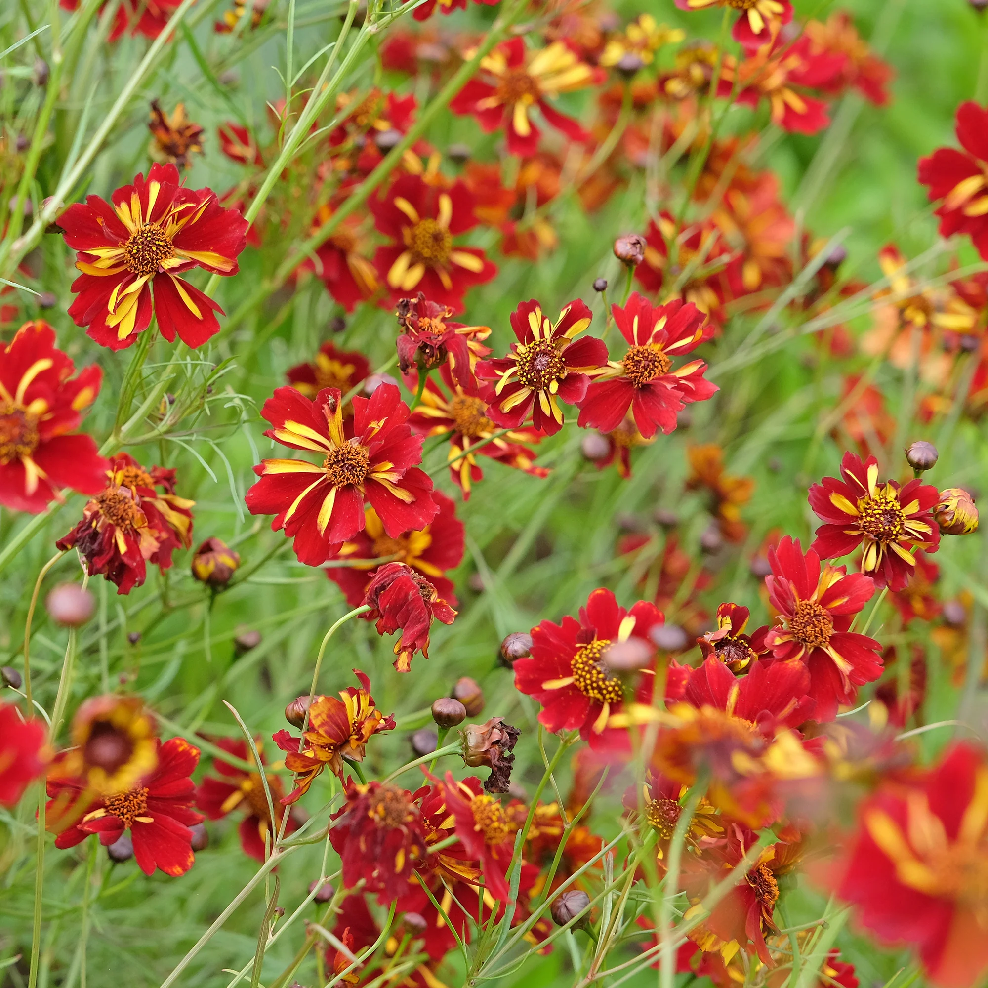 Coreopsis Roulette - Image 3