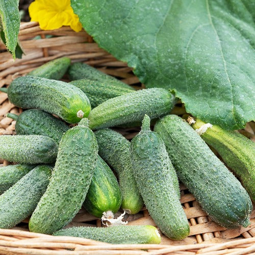 Cornichon Vert Petit de Paris - Image 2
