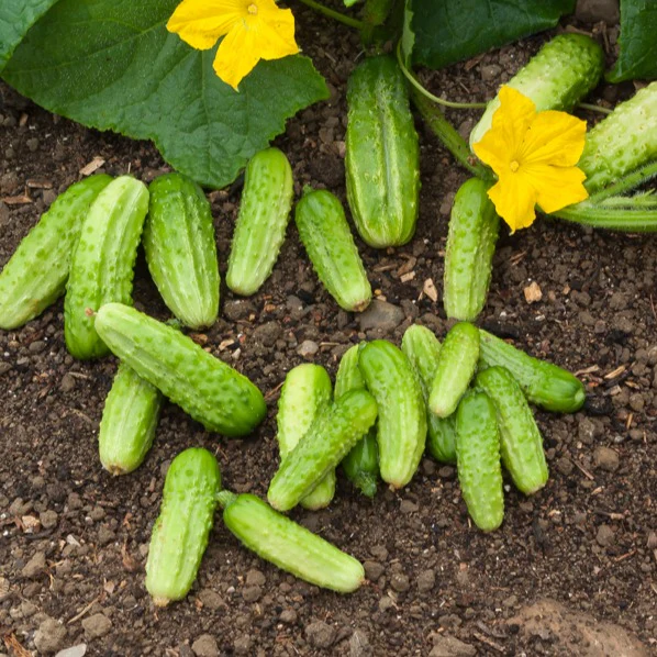 Cornichon Vert Petit de Paris - Image 3