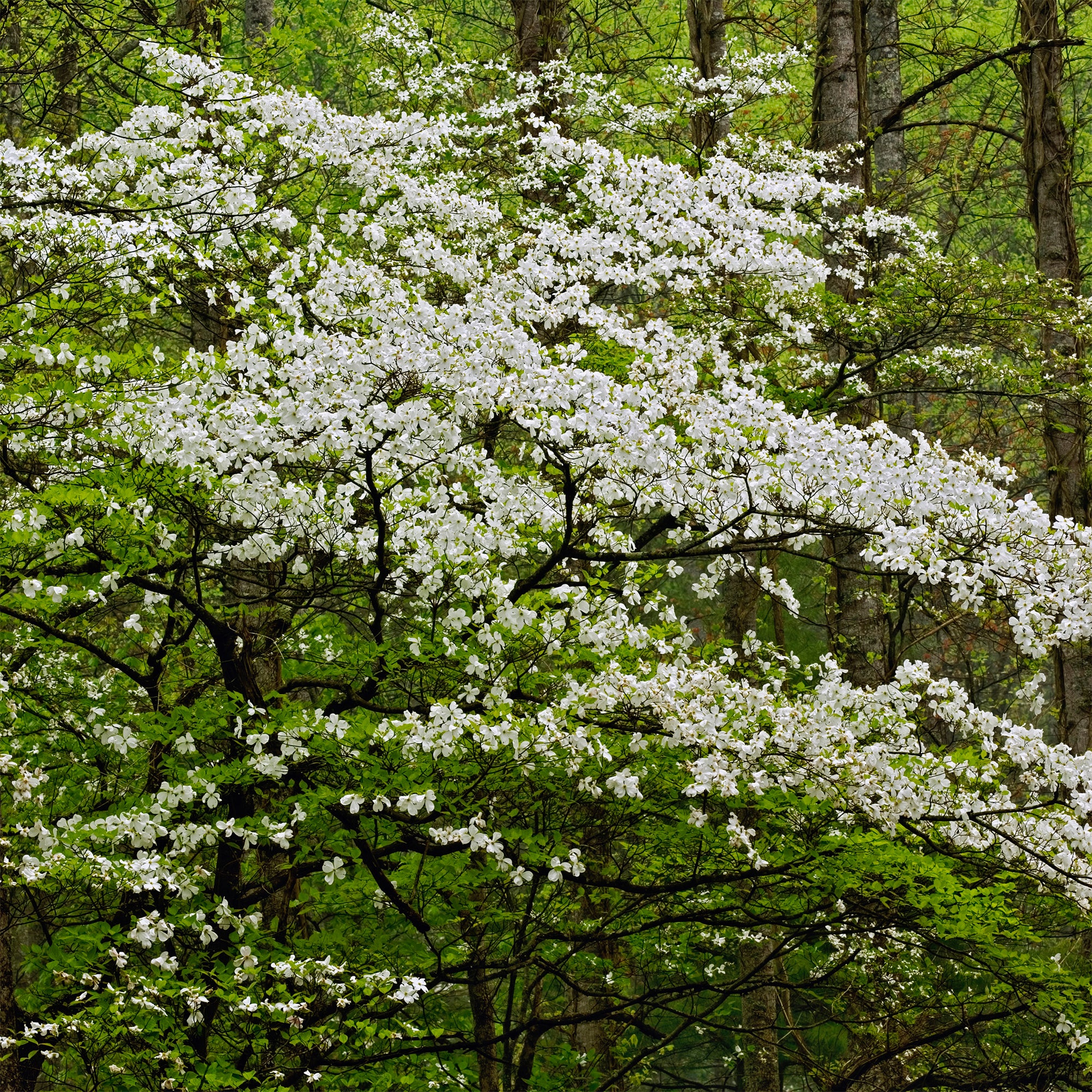 Cornouiller à fleurs de Floride - Image 2
