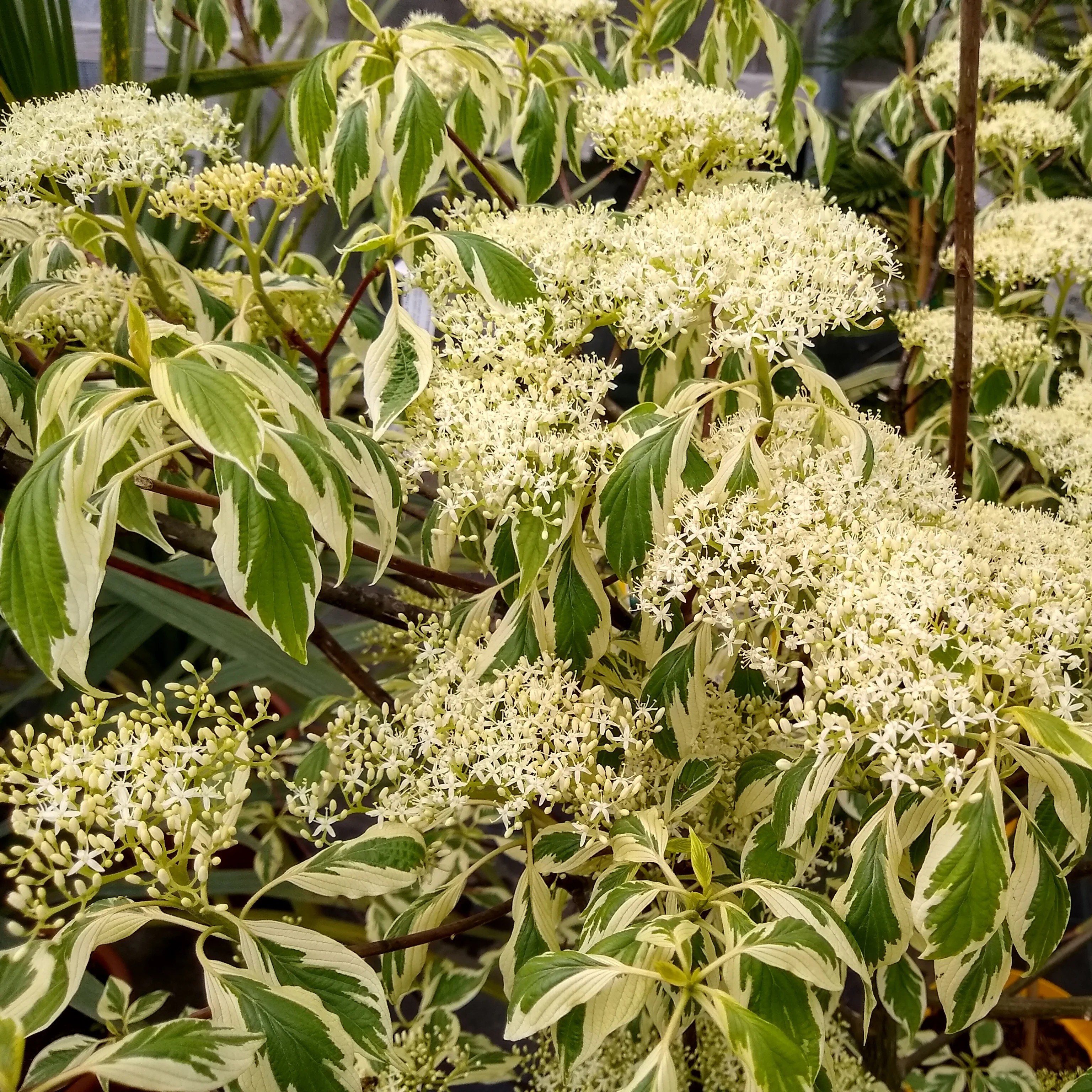 Cornouiller des pagodes panaché - Image 3