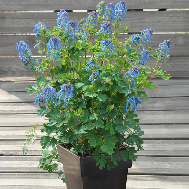 Corydalis Blue Line ® Couriblue