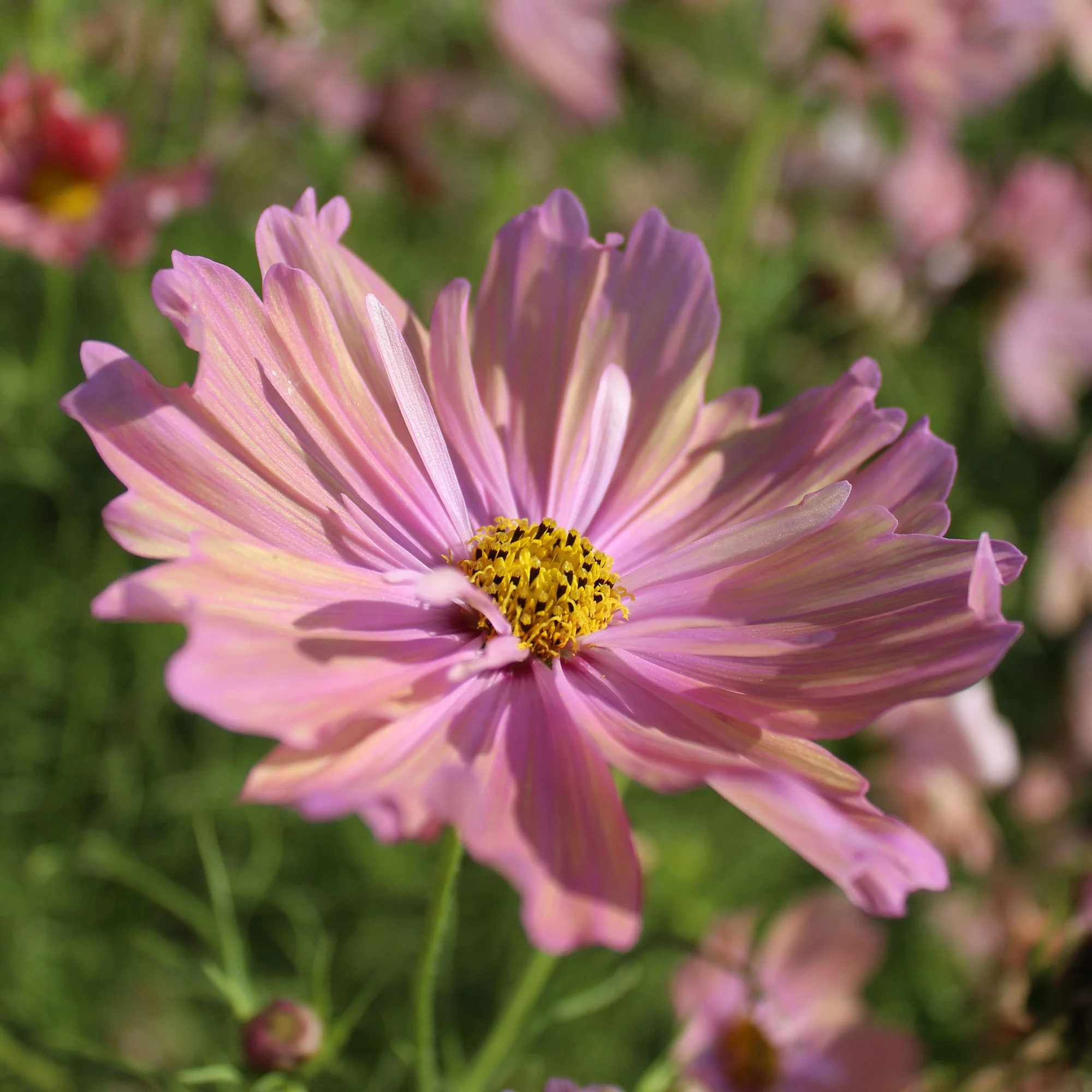 Cosmos Apricotta