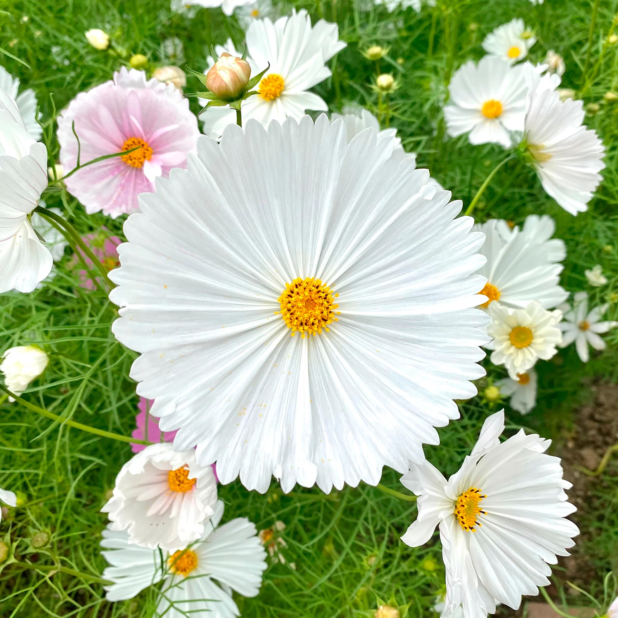 Cosmos Cupcakes White - Image 2