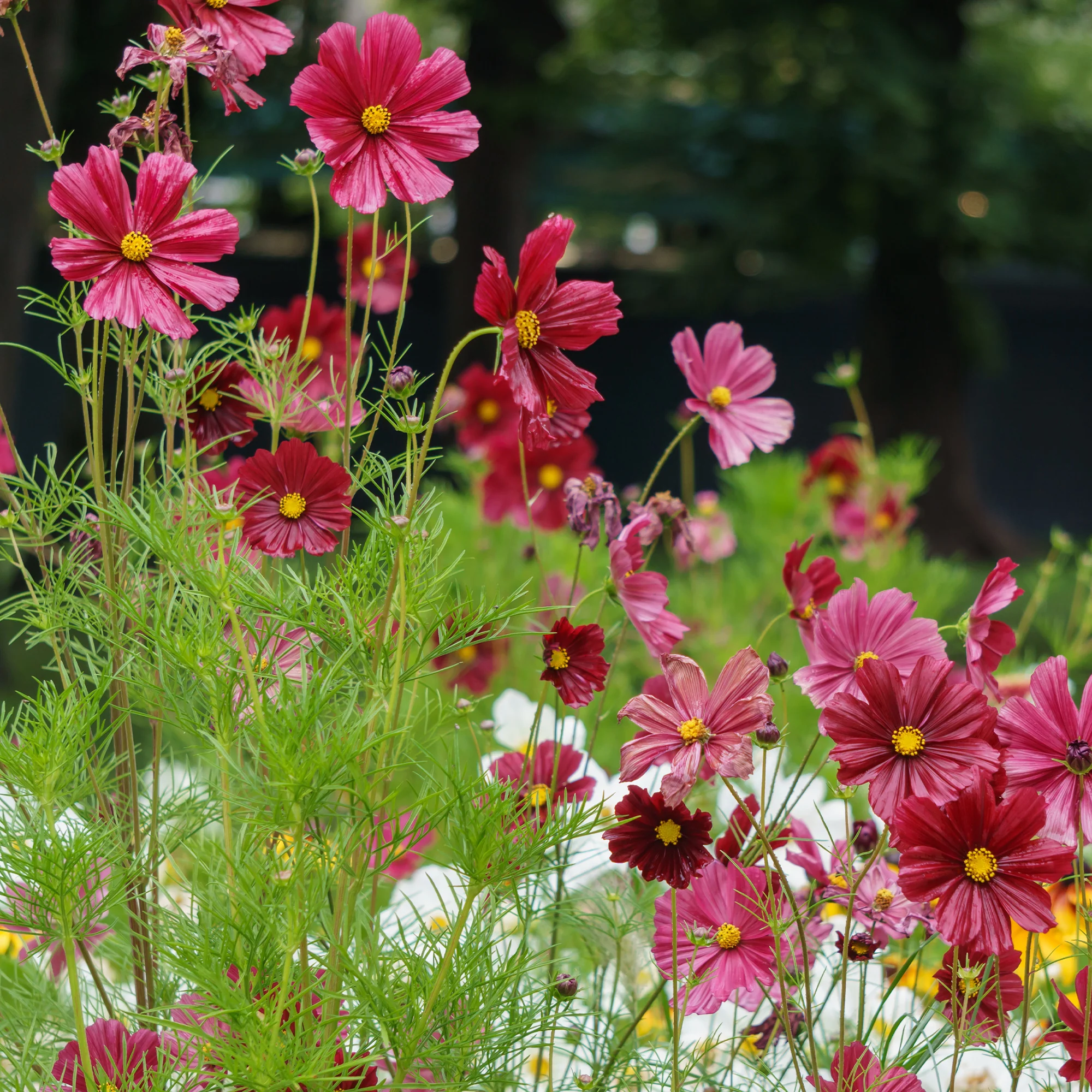 Cosmos rose