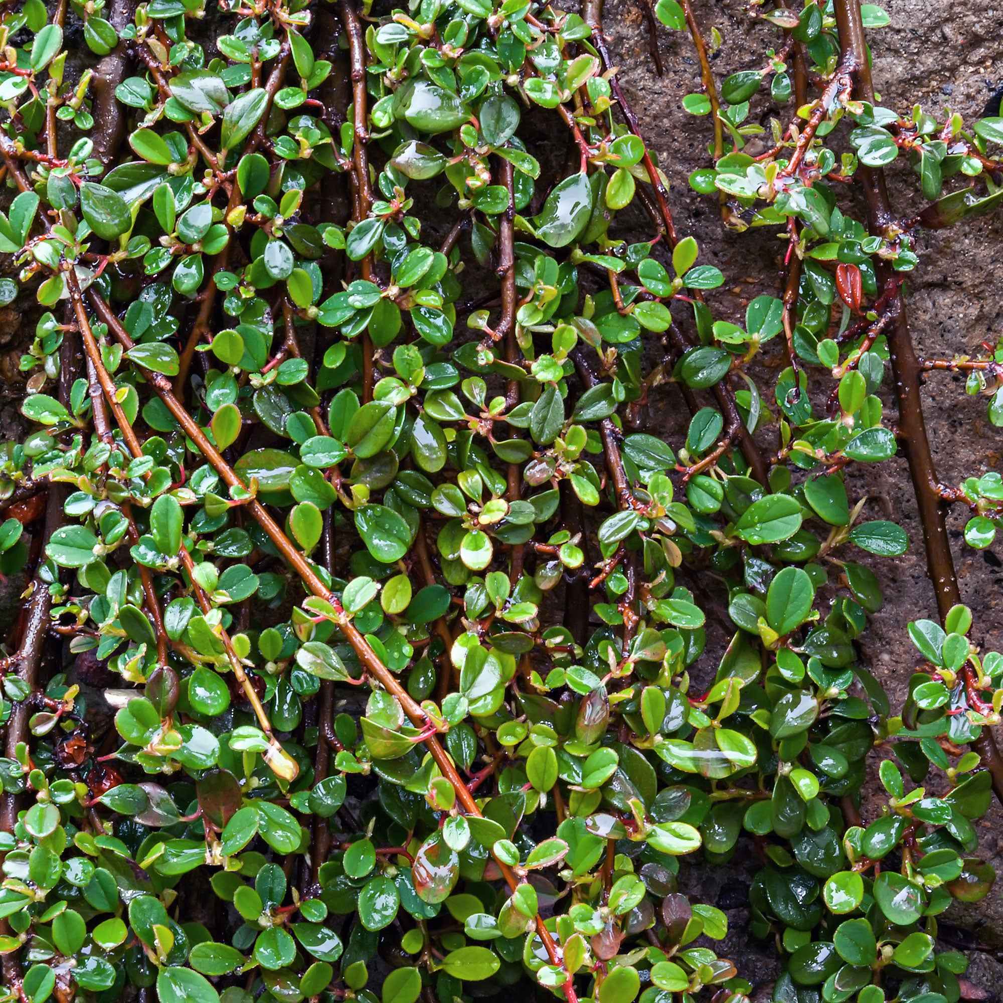 Cotonéaster de Dammer