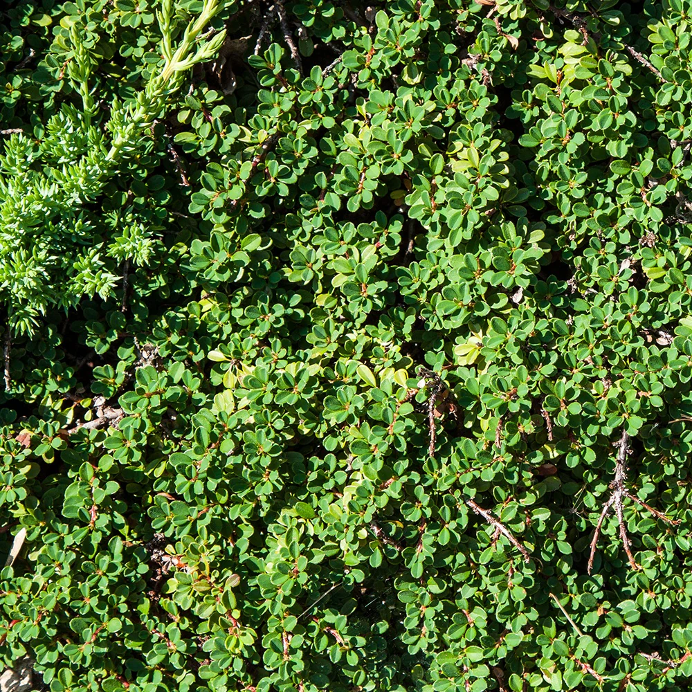 Cotonéaster de Dammer - Image 2