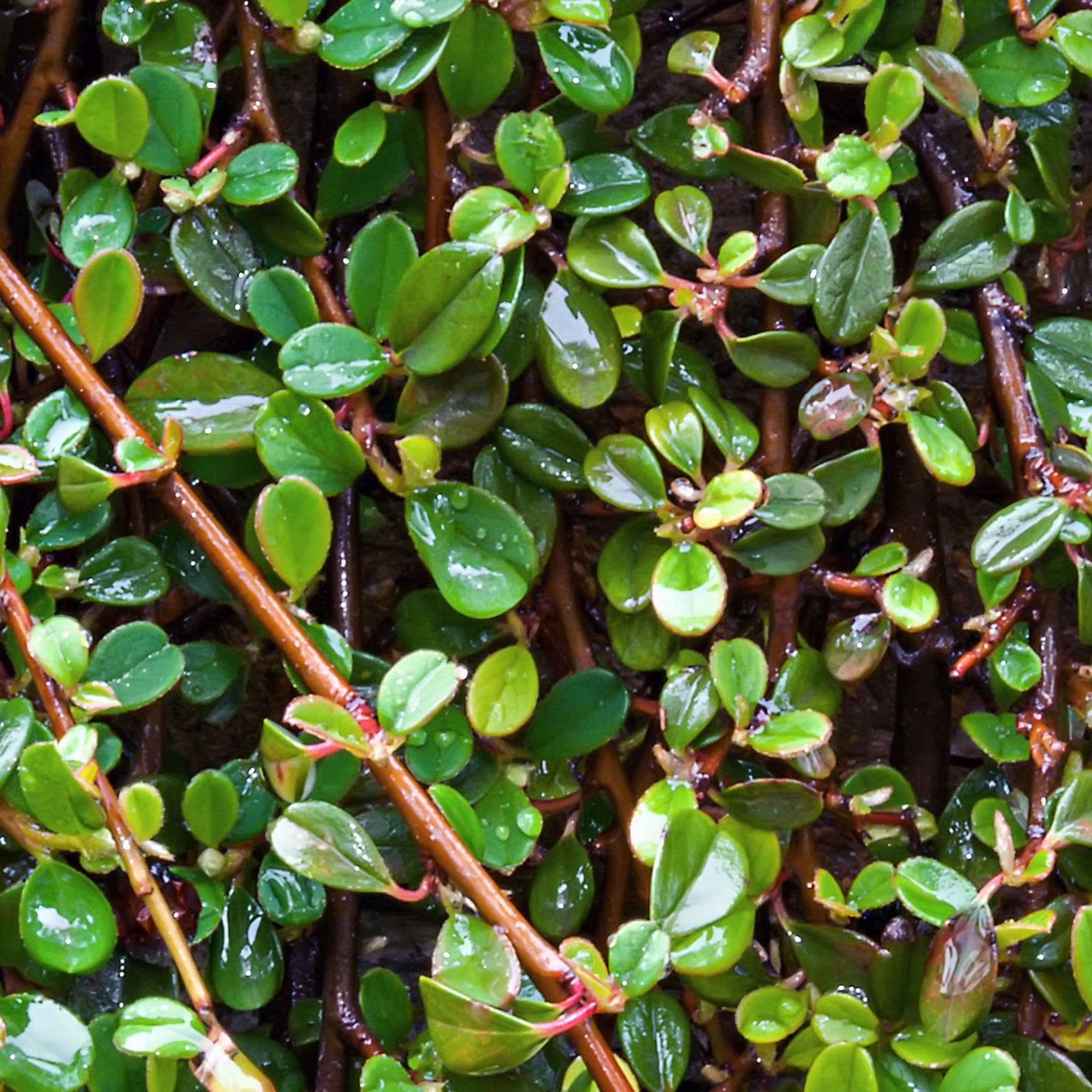Cotonéaster de Dammer - Image 3