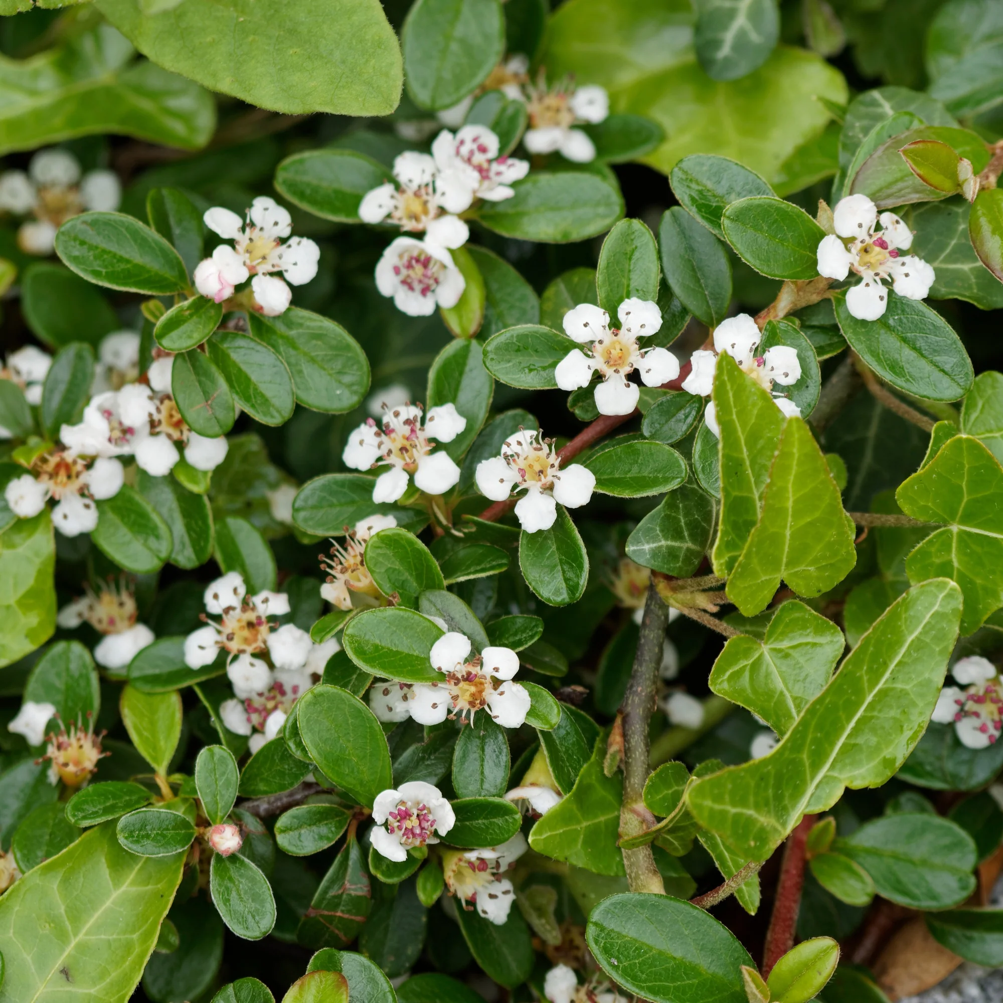 Cotonéaster de Dammer - Image 4