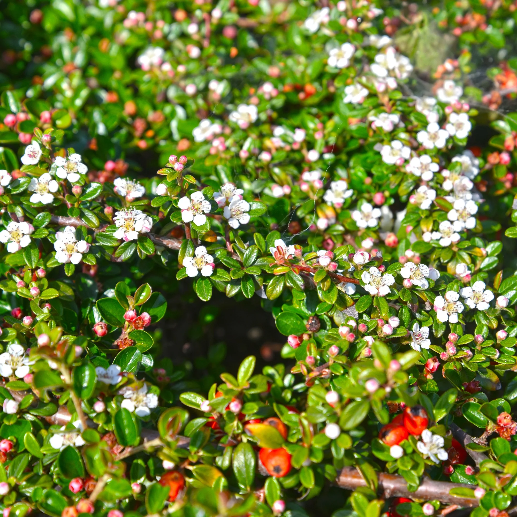 Cotonéaster de Dammer - Image 5
