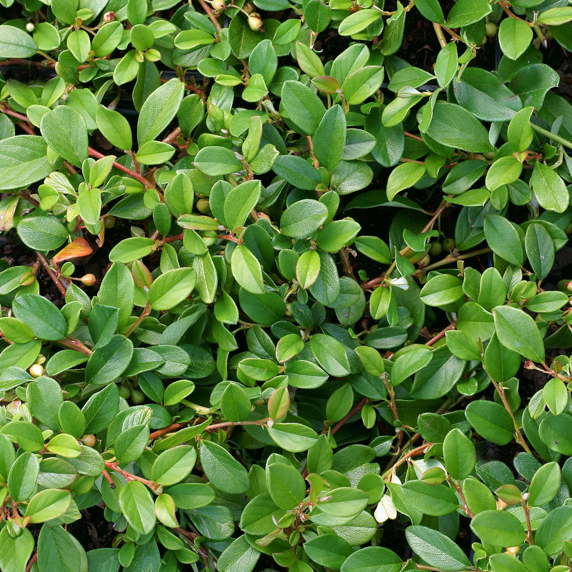 Cotonéaster de Dammer - Image 6