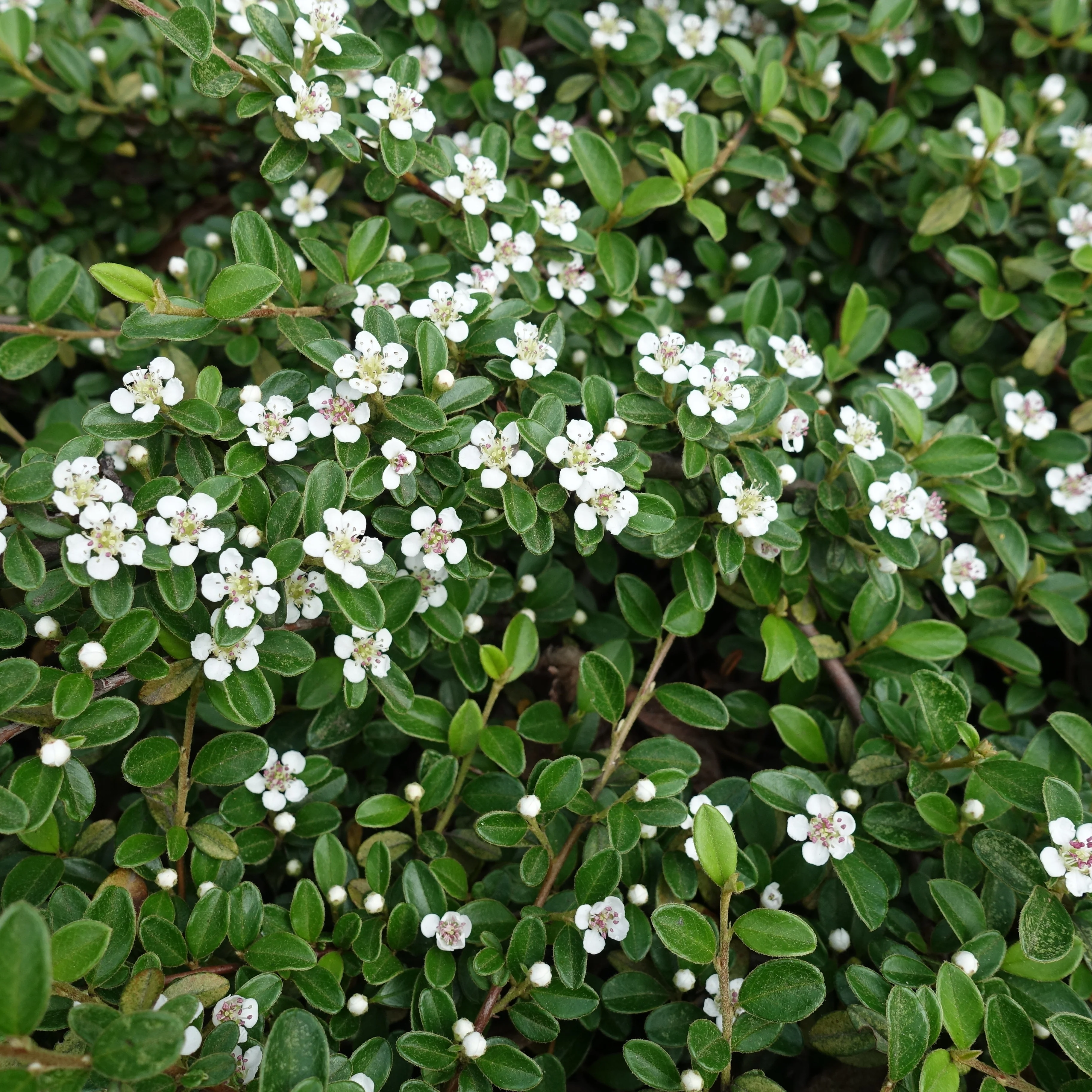 Cotoneaster rampant - Image 2