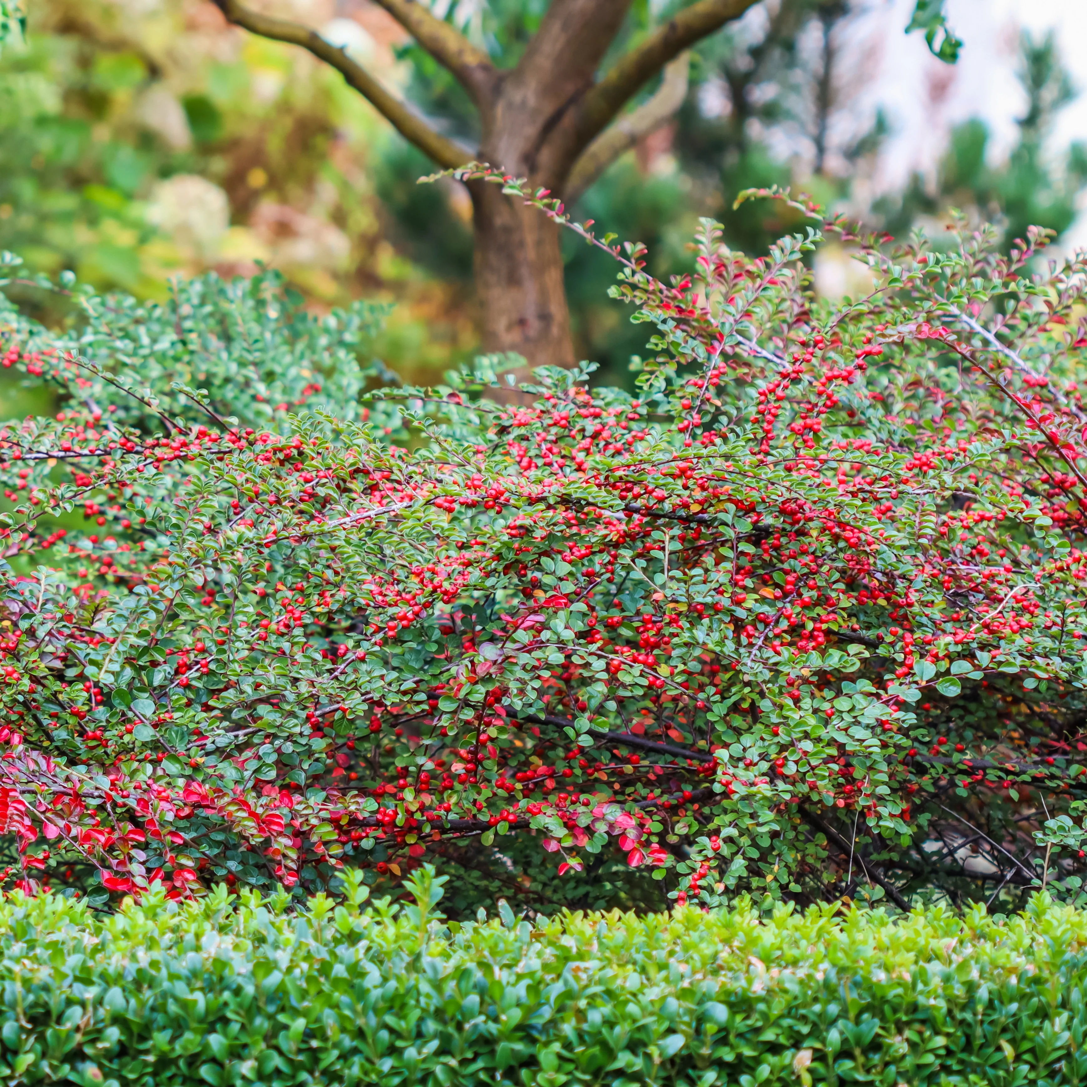 Cotoneaster rampant - Image 3