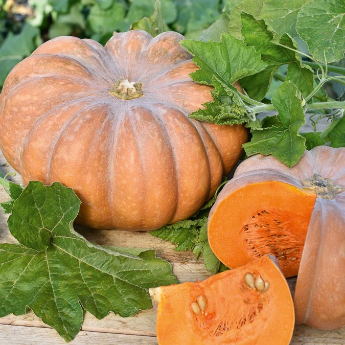 Courge Musquée de Provence - Image 2