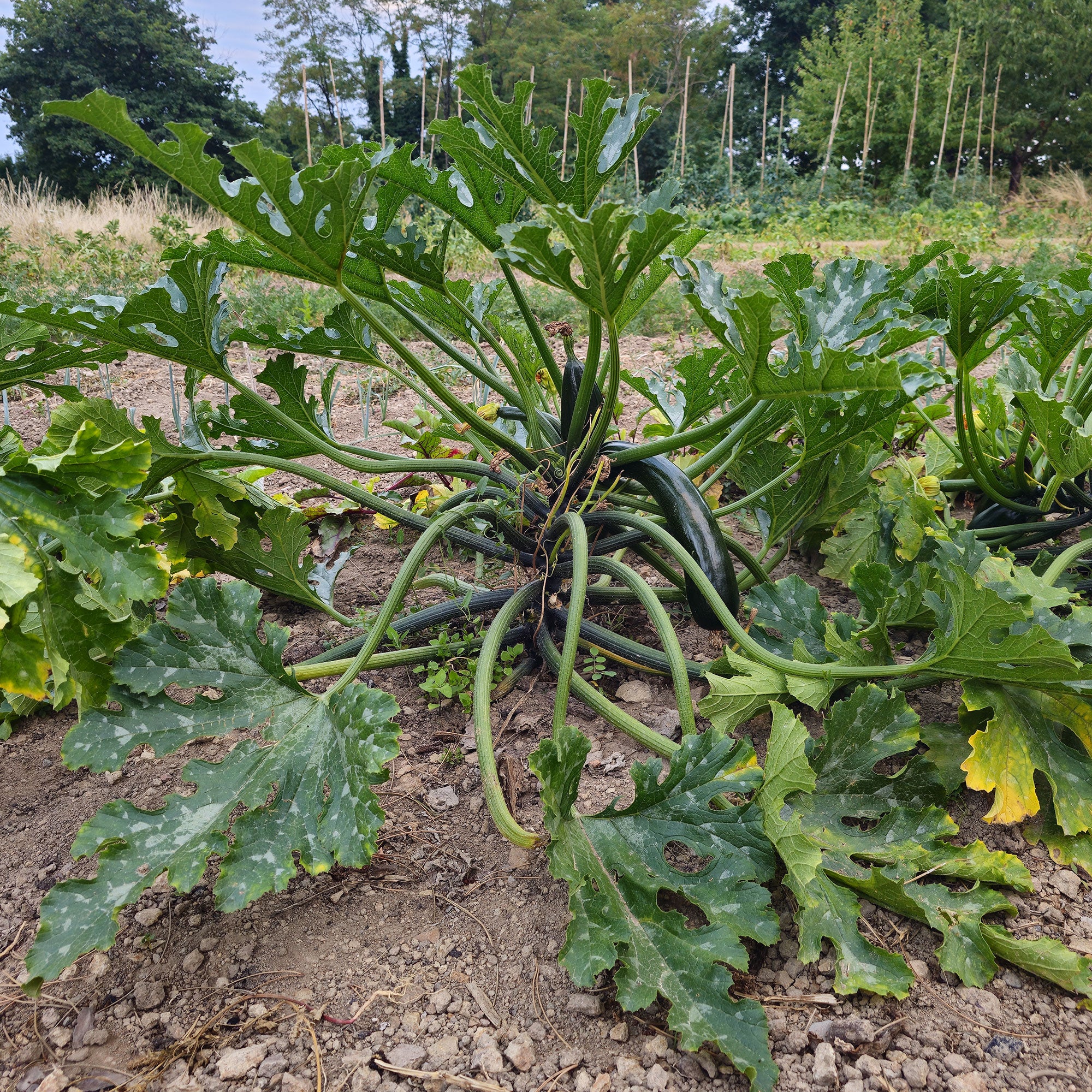Courgette Black 'Beauty' BIO