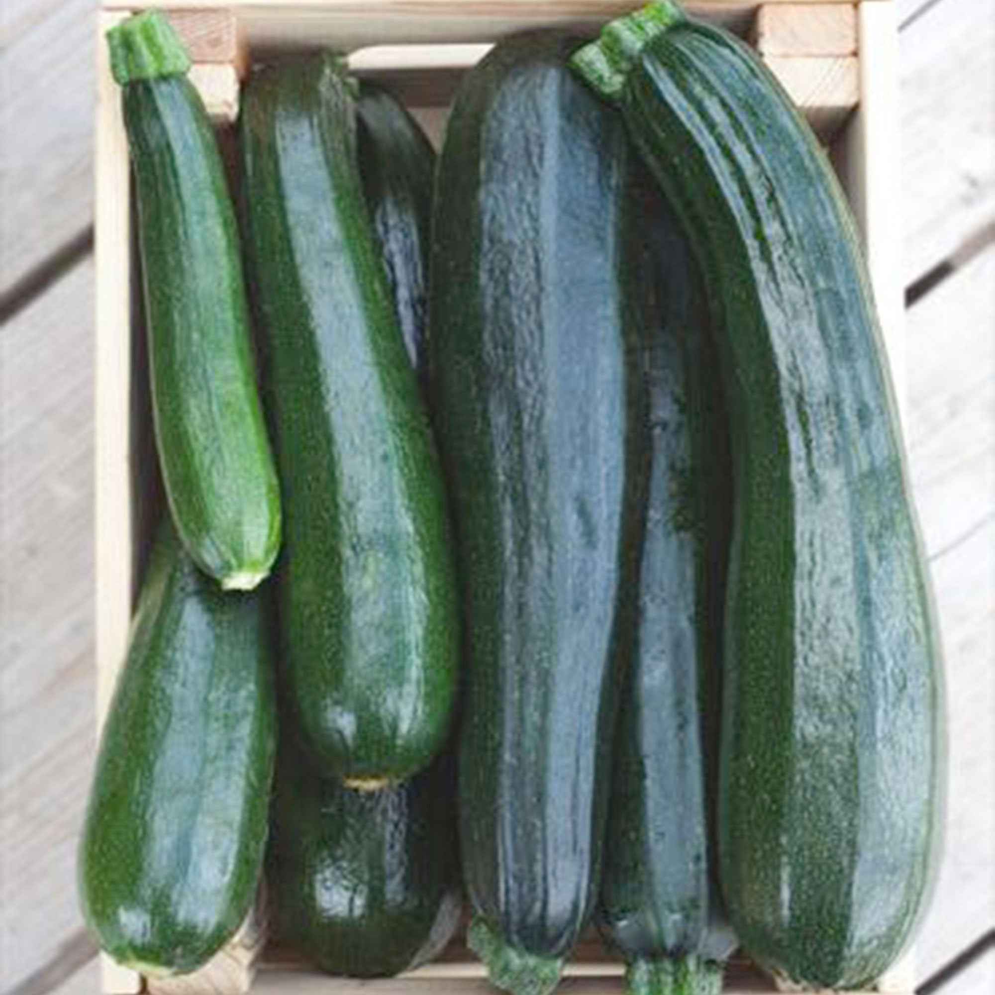 Courgette Black 'Beauty' BIO - Image 2